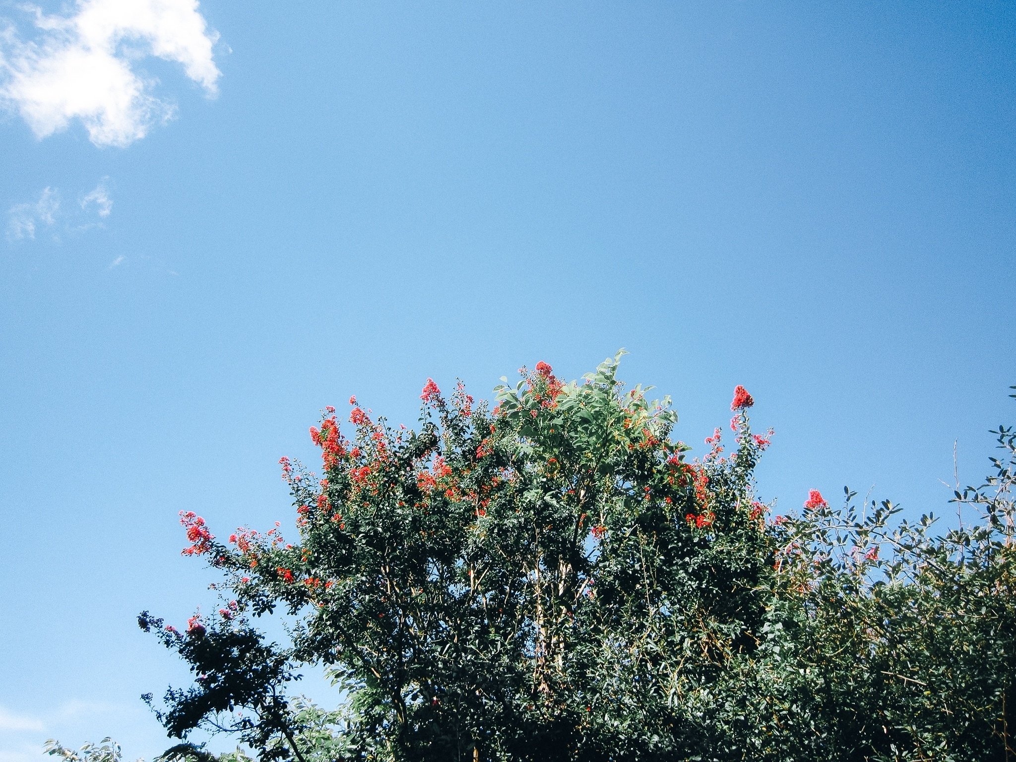 隣の芝生の青さに見惚れながら、枯れてる芝生に寝転がりたい。｜mitani
