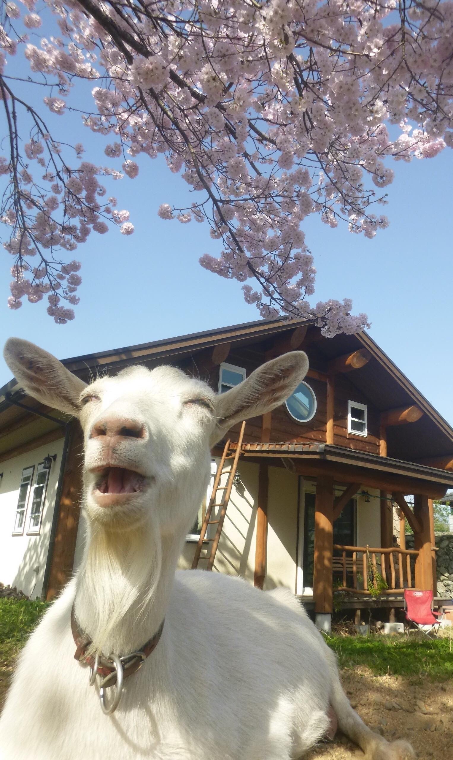 徳島県神山町でヤギと暮らす｜広瀬浩二