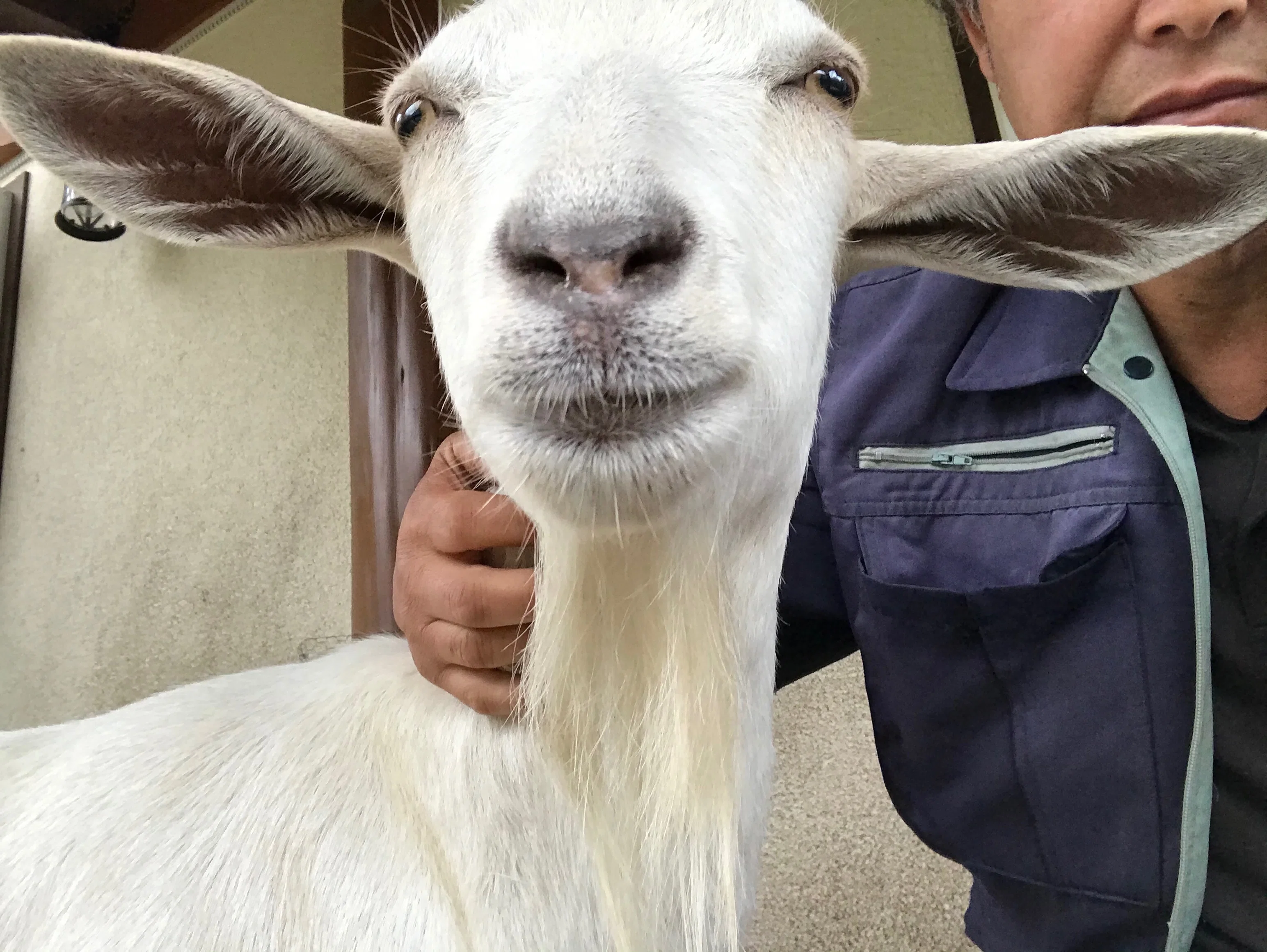 徳島県神山町でヤギと暮らす｜広瀬浩二