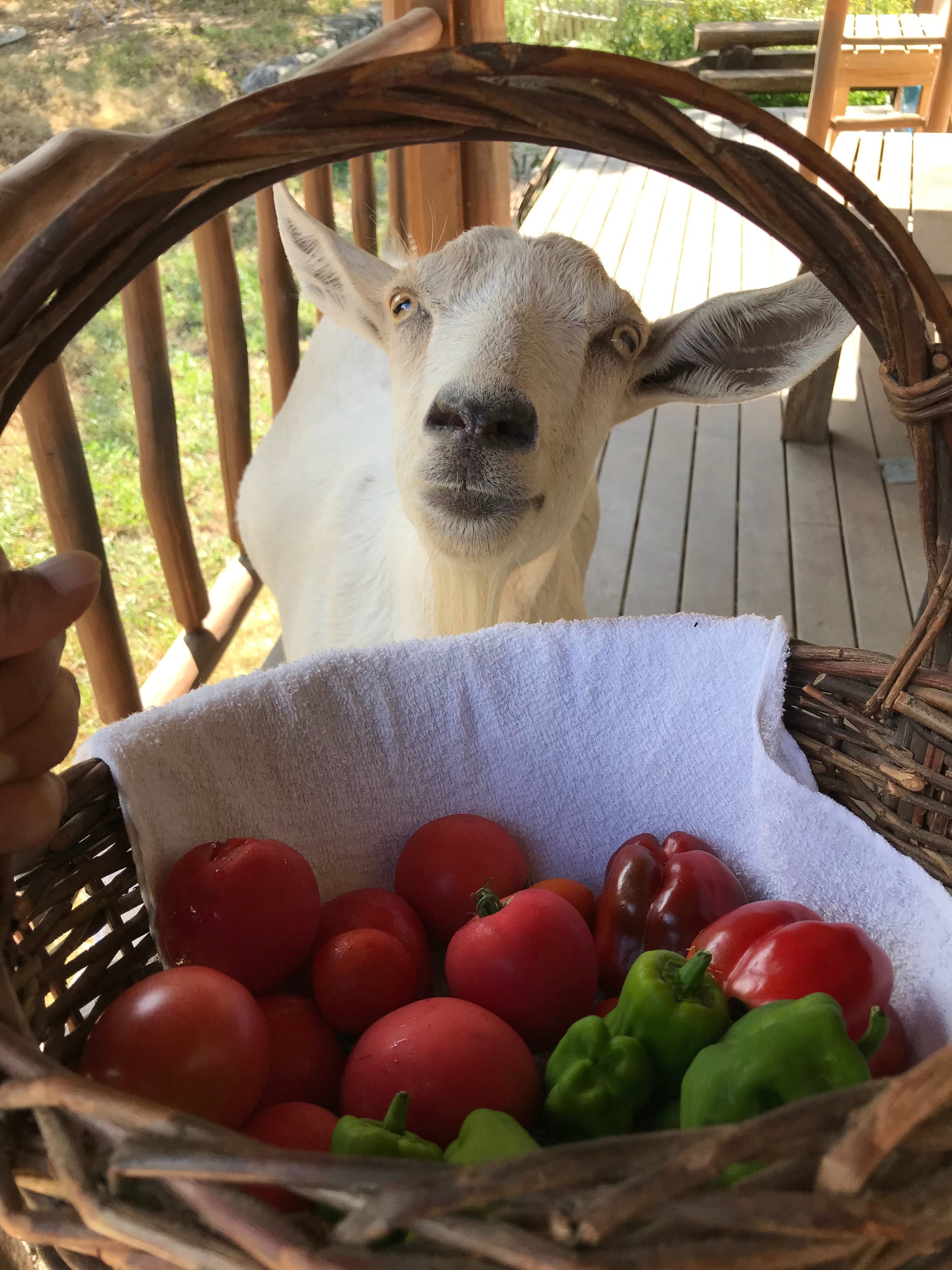 徳島県神山町でヤギと暮らす｜広瀬浩二