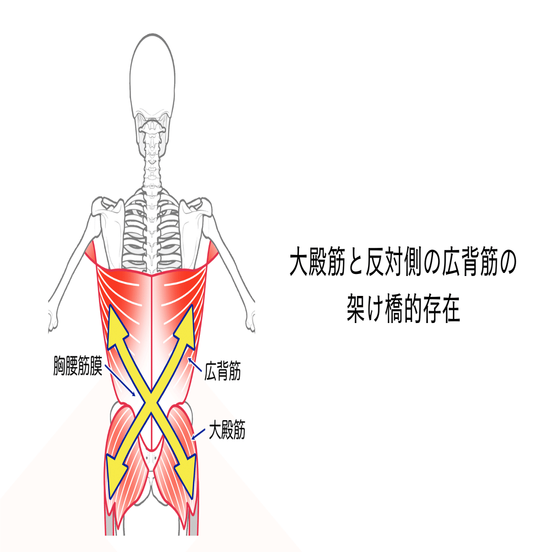 胸腰筋膜の役割 ー機能解剖を知るとその重要性が見えてくるー たくみロドリゲス 理学療法士 Note