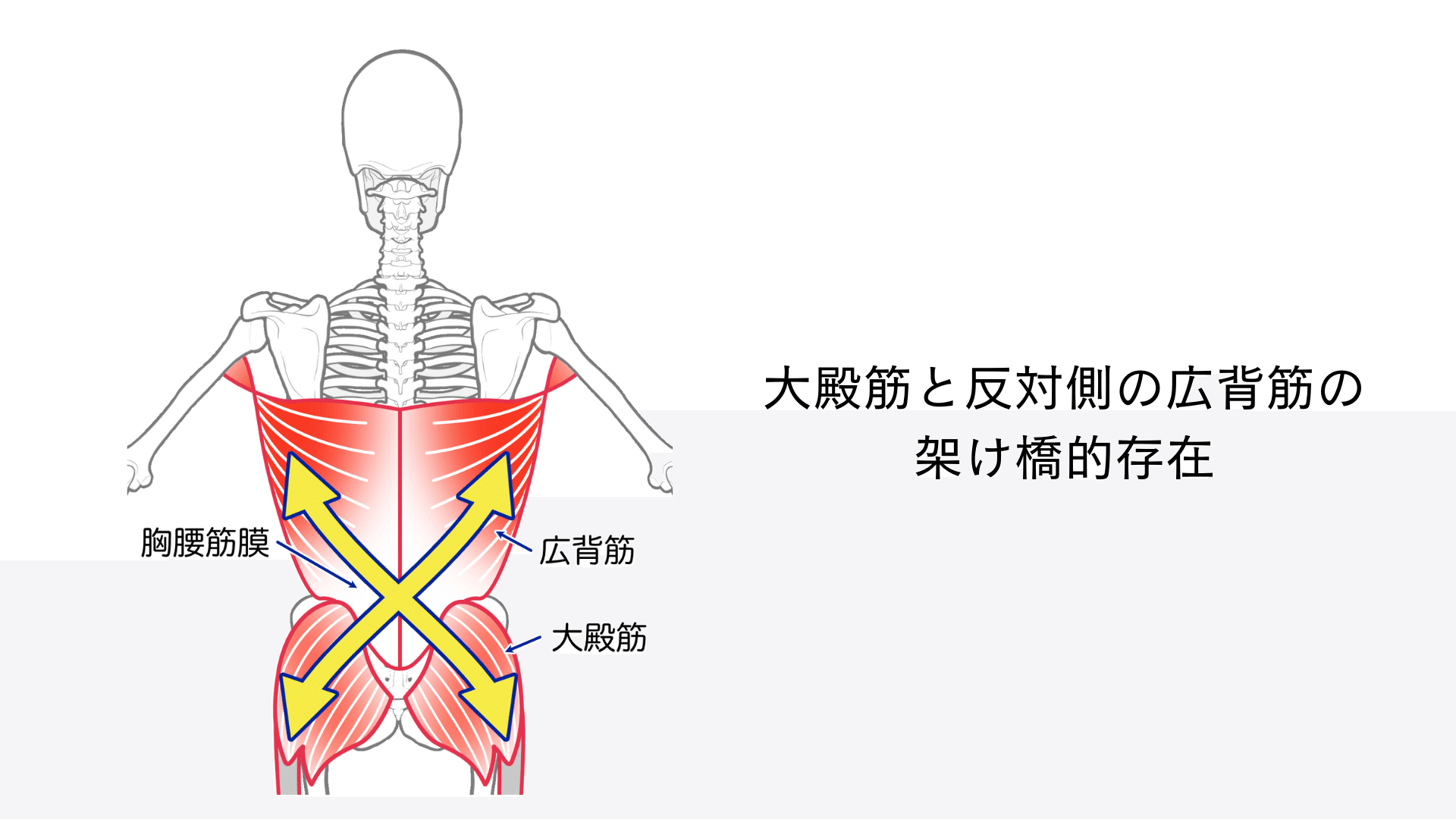 胸腰筋膜の役割 ー機能解剖を知るとその重要性が見えてくるー たくみロドリゲス 理学療法士 Note 胸腰筋膜の役割 ー機能解剖を知るとその重要性が見えてくるー たくみロドリゲス 理学療法士 Note