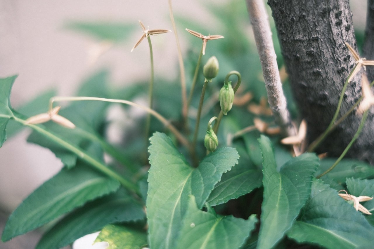 G9pscoidj B 1m G9pscoidj B 1m