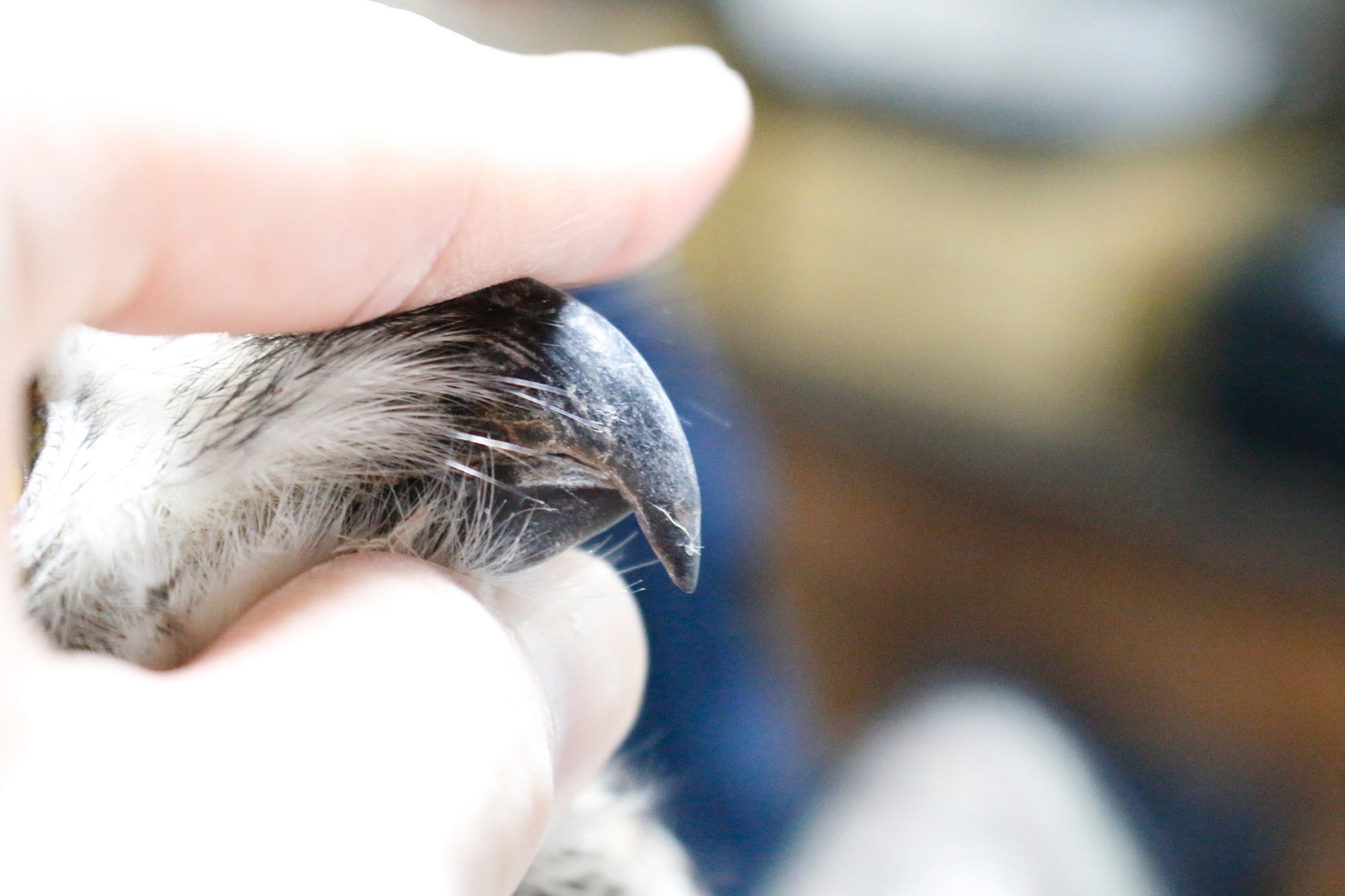 掛川花鳥園スタッフのゆるゆる自由研究 嘴を整えたい ブンイチ 文一総合出版 Note 掛川花鳥園スタッフのゆるゆる自由研究 嘴を整えたい ブンイチ 文一総合出版 Note