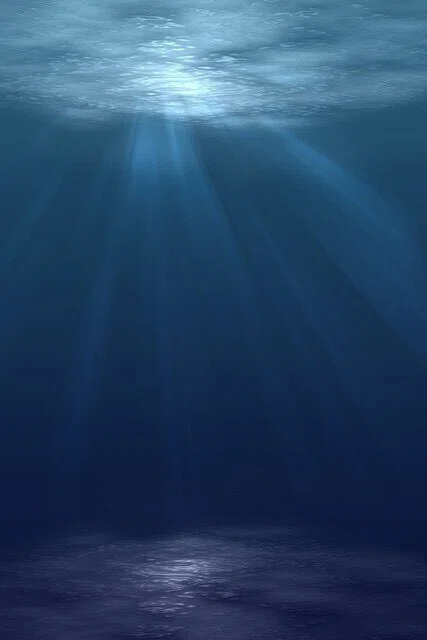 水の中に心の中に共にあるもの|蓮華