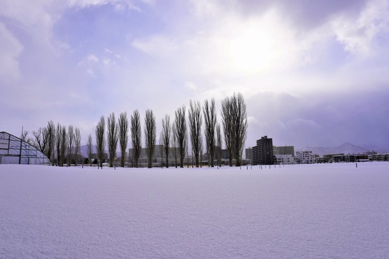＜函館＆札幌の旅（回顧録）no.37＞  　北海道大学キャンパス内の平成ポプラ並木。　雪もやみ、雲の間から光が射してきました。