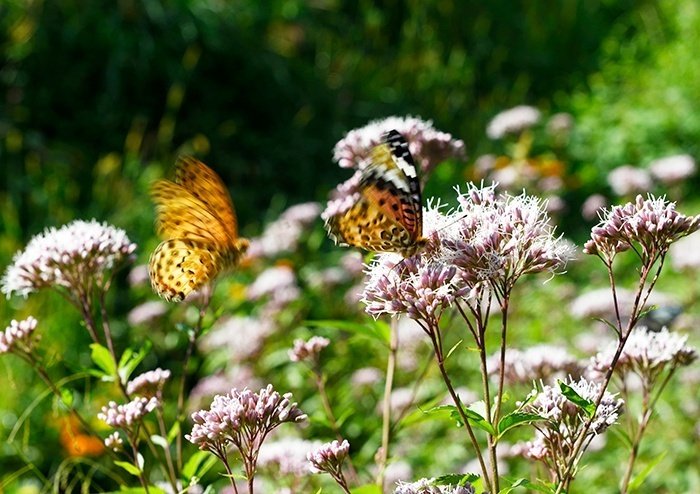 旅する蝶、アサギマダラ飛翔と富士山の同時撮影。｜ChatGPT実務セミナ