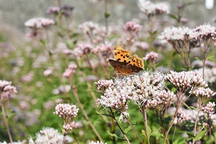 旅する蝶、アサギマダラ飛翔と富士山の同時撮影。｜ChatGPT実務セミナ