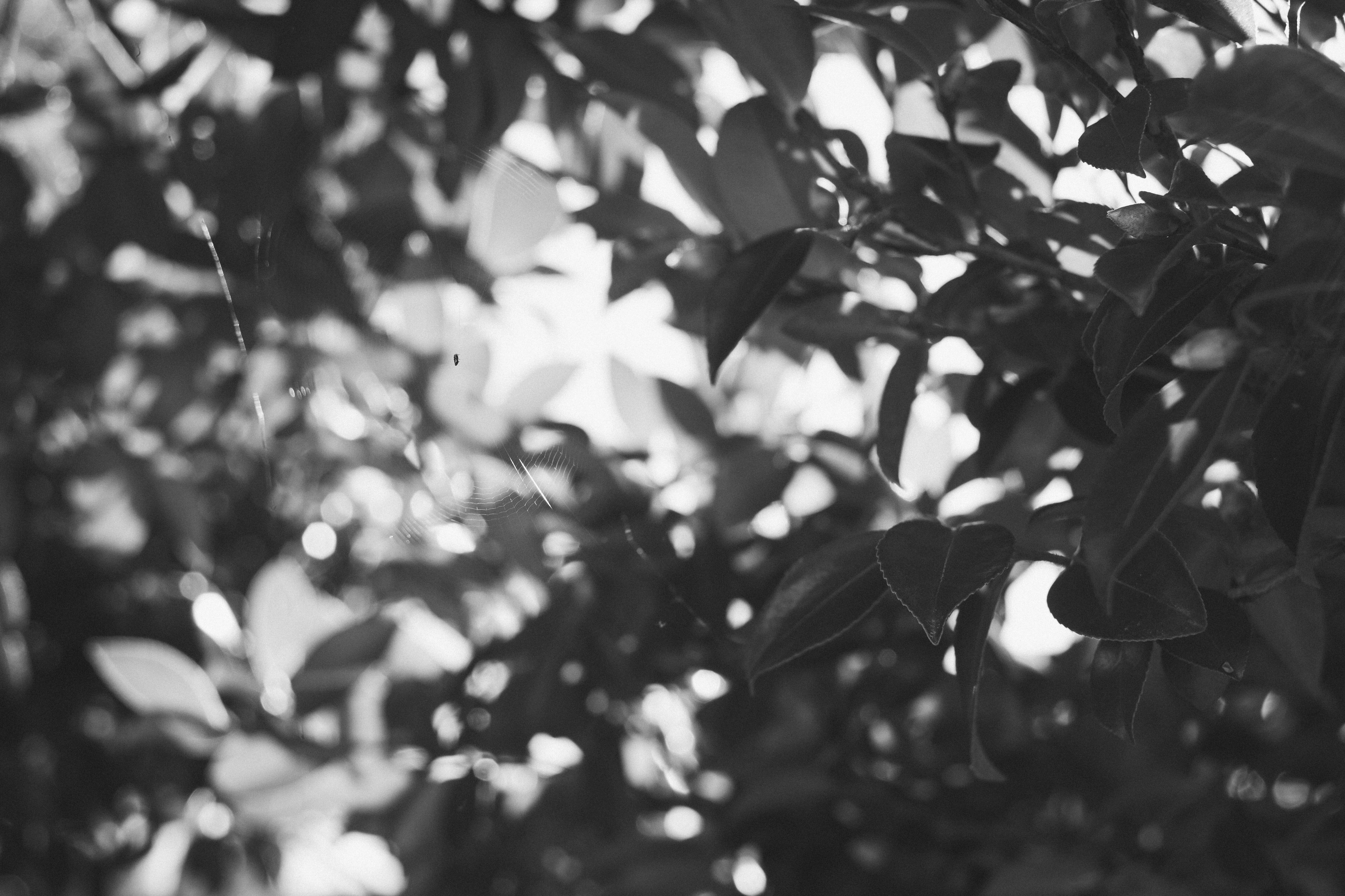 X-Pro2とモノクロ写真/#291｜SUBARU