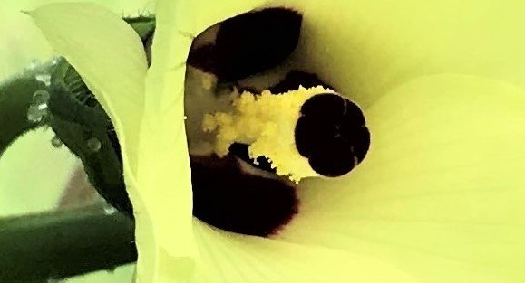 食器からできた肥料 で育ててみた オクラ編 04 開花 ボナース研究室 Note