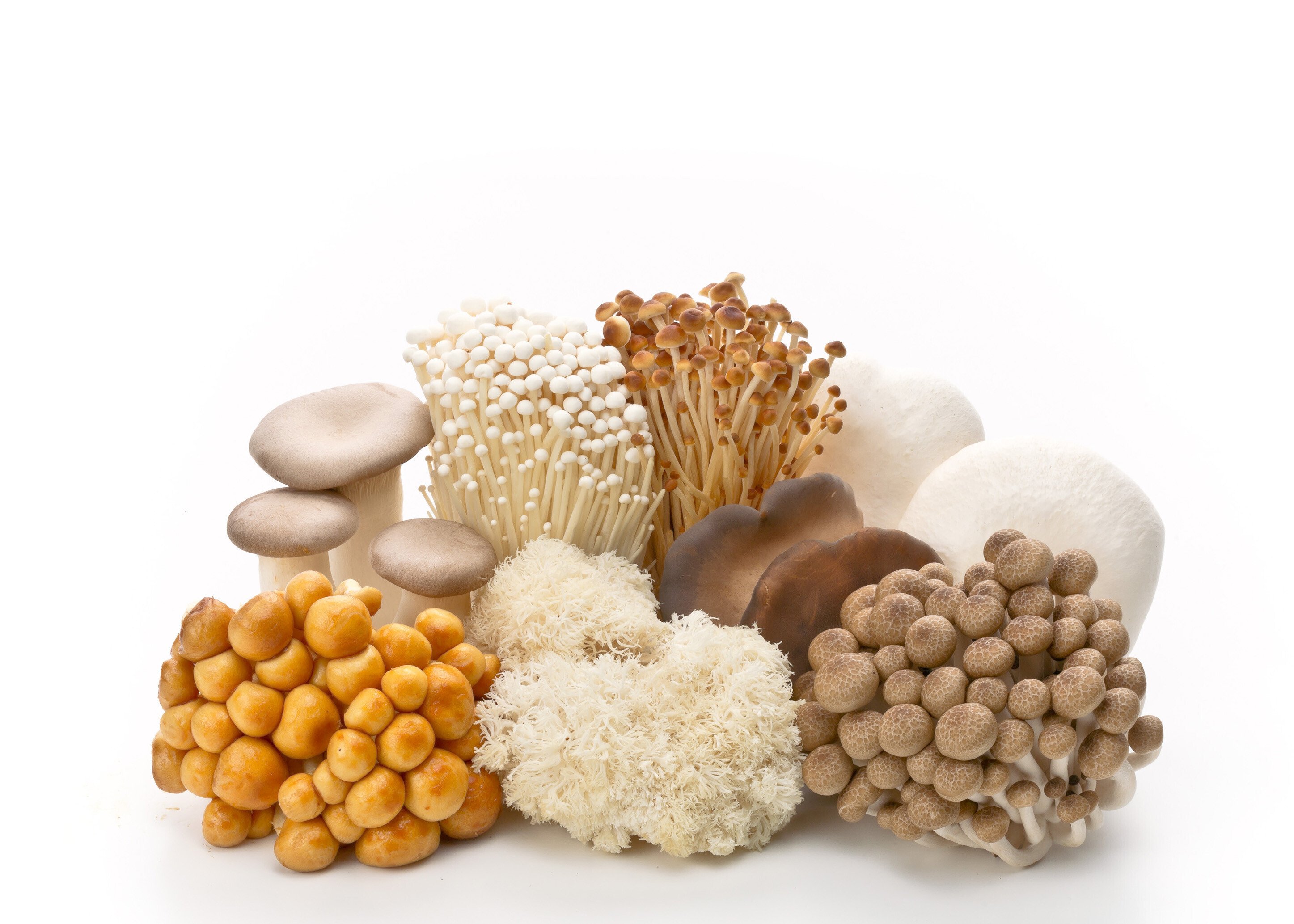 秋なので…キノコについて聞いてみた！｜JA全農 広報部【公式】