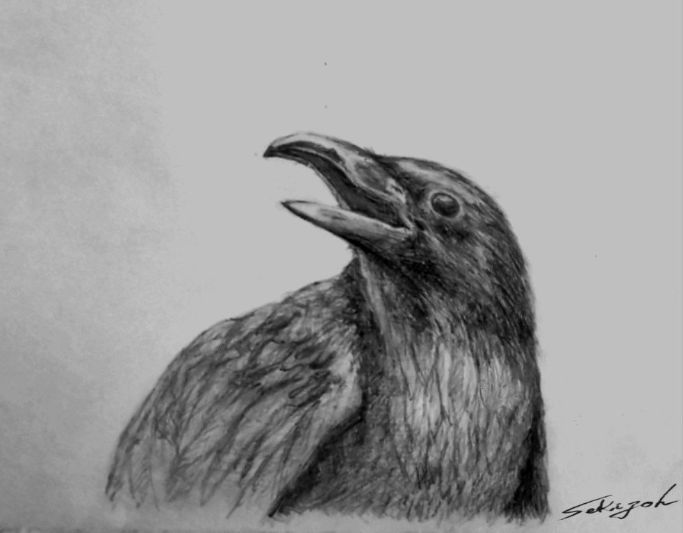 カラス』鉛筆画｜せきぞう、