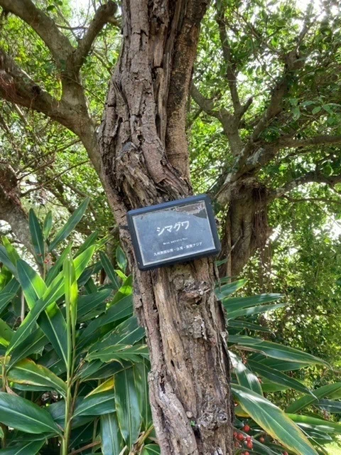 シマグワ