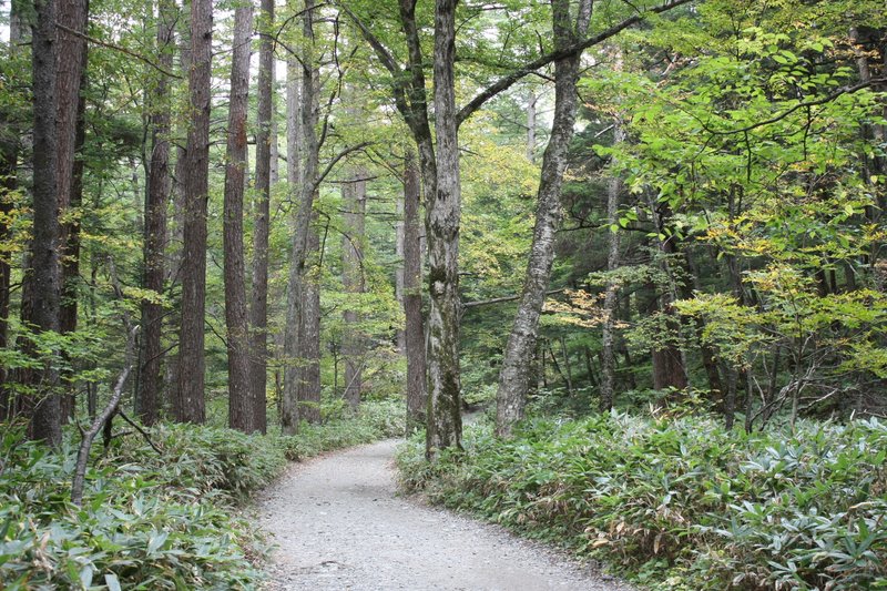 初秋の頃の森は一見新緑の頃と見間違う。長野県松本市安曇上高地／2009年９月下旬