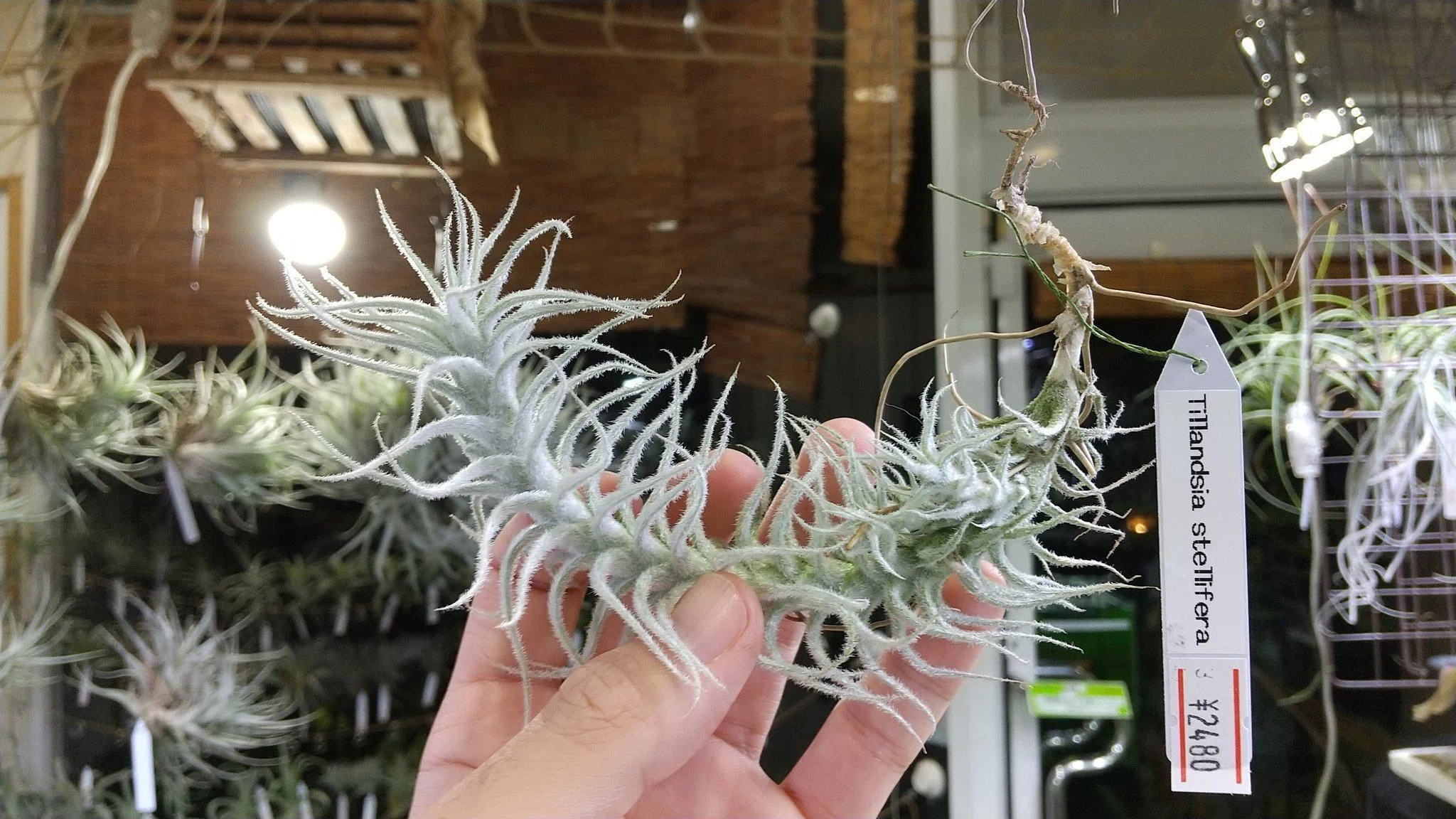 Tillandsia cochabambae チランジア コチャバンバエ
