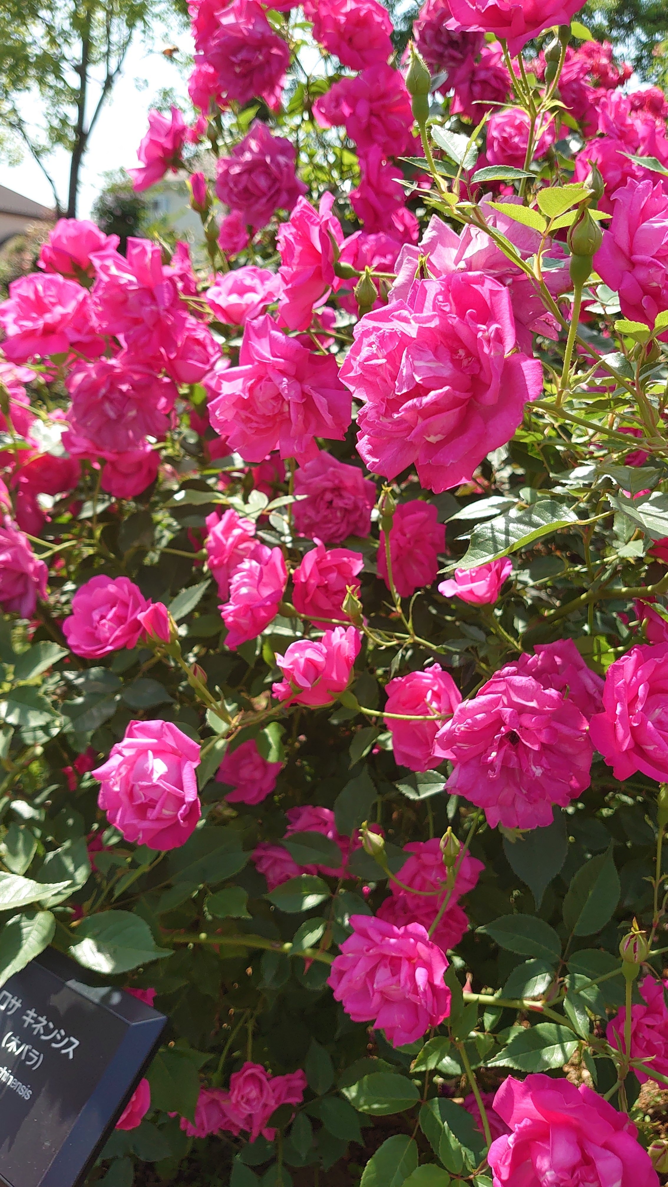 バラの歴史からみたマリア様がみてる番外編「桂さんの名前を考えよう