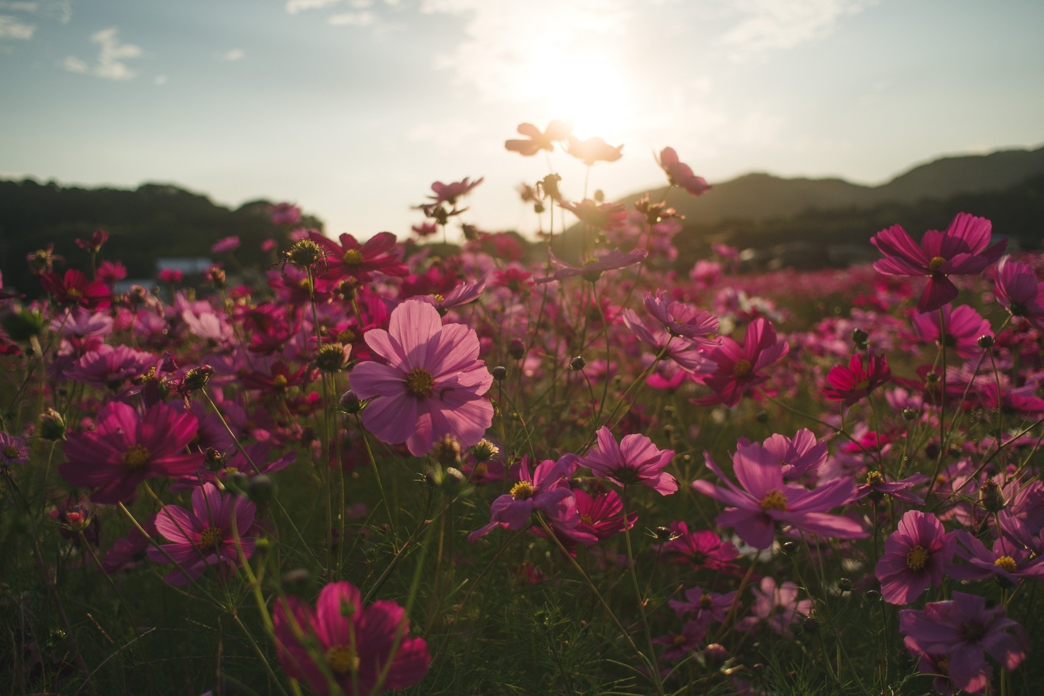 コスモス 楽天市場】花の種 景観用 コスモス センセーション 混合 10L 約5kg (1L