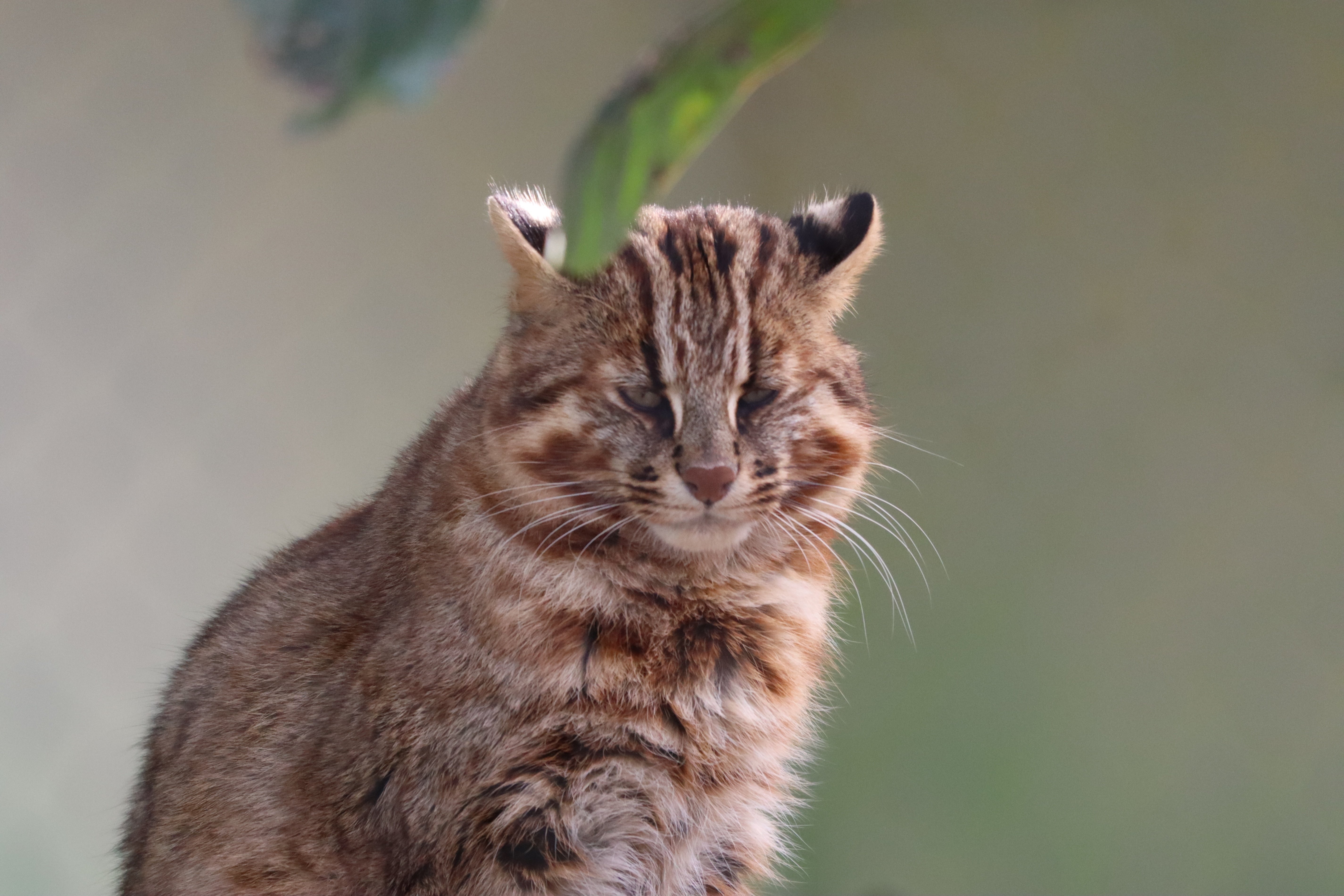 ツシマヤマネコのごくうくんが亡くなった｜三谷みどり