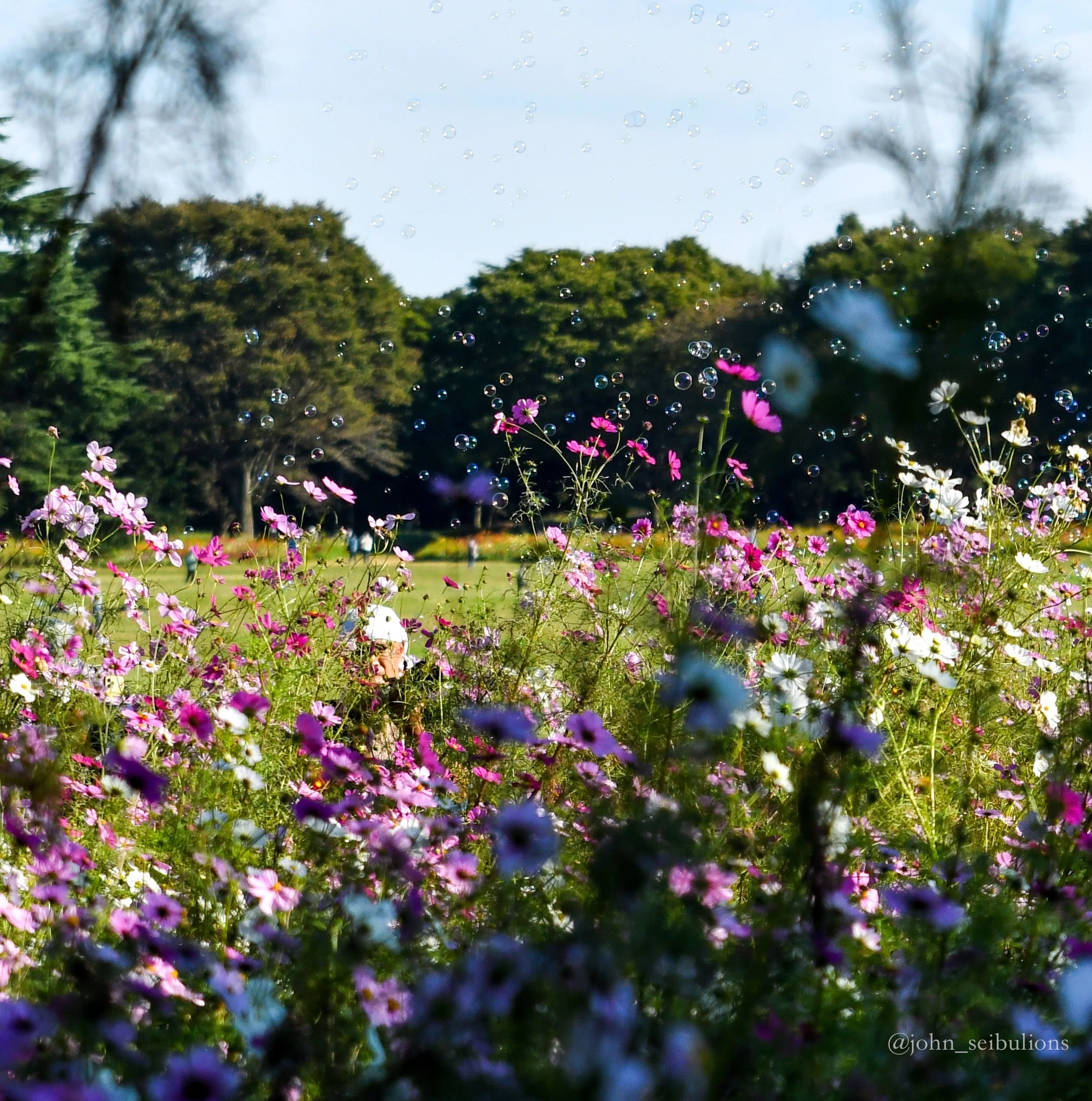 国営昭和記念公園でコスモスを撮影してみた。D500+SP 24-70mm F/2.8 Di