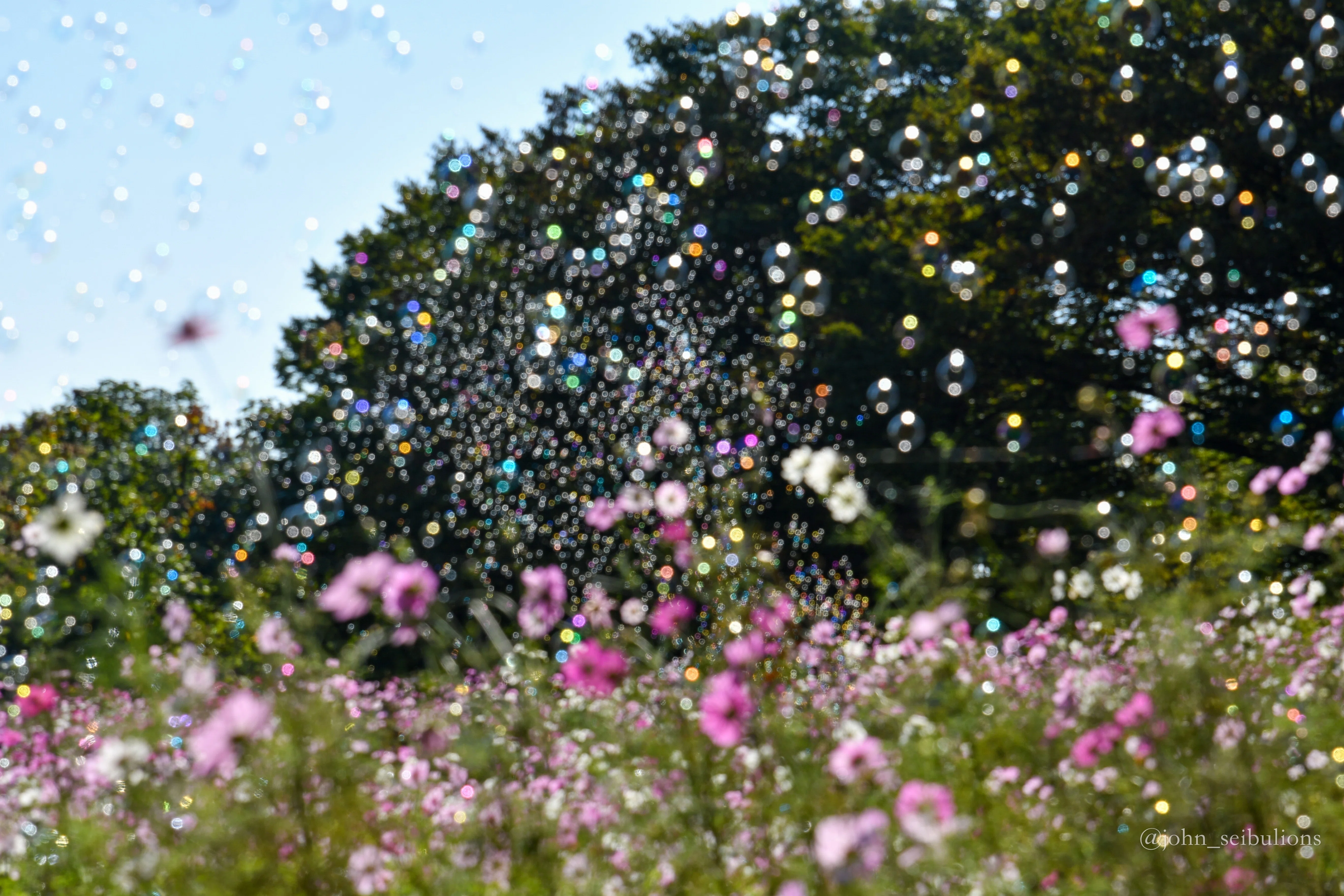 国営昭和記念公園でコスモスを撮影してみた。D500+SP 24-70mm F/2.8 Di