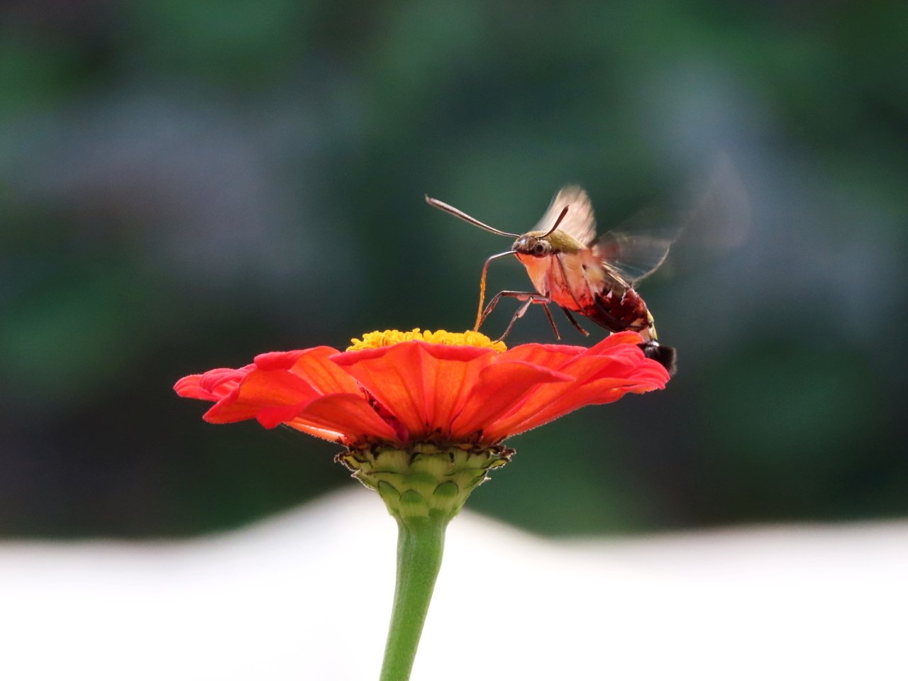 オオスカシバ やぐるま Note