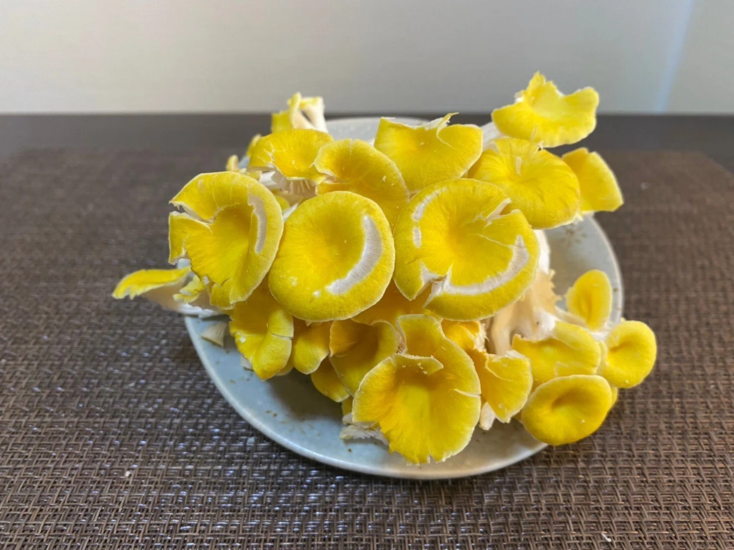 北海道民おすすめ食材、ホントは教えたくない幻のきのこ。｜カイゲン
