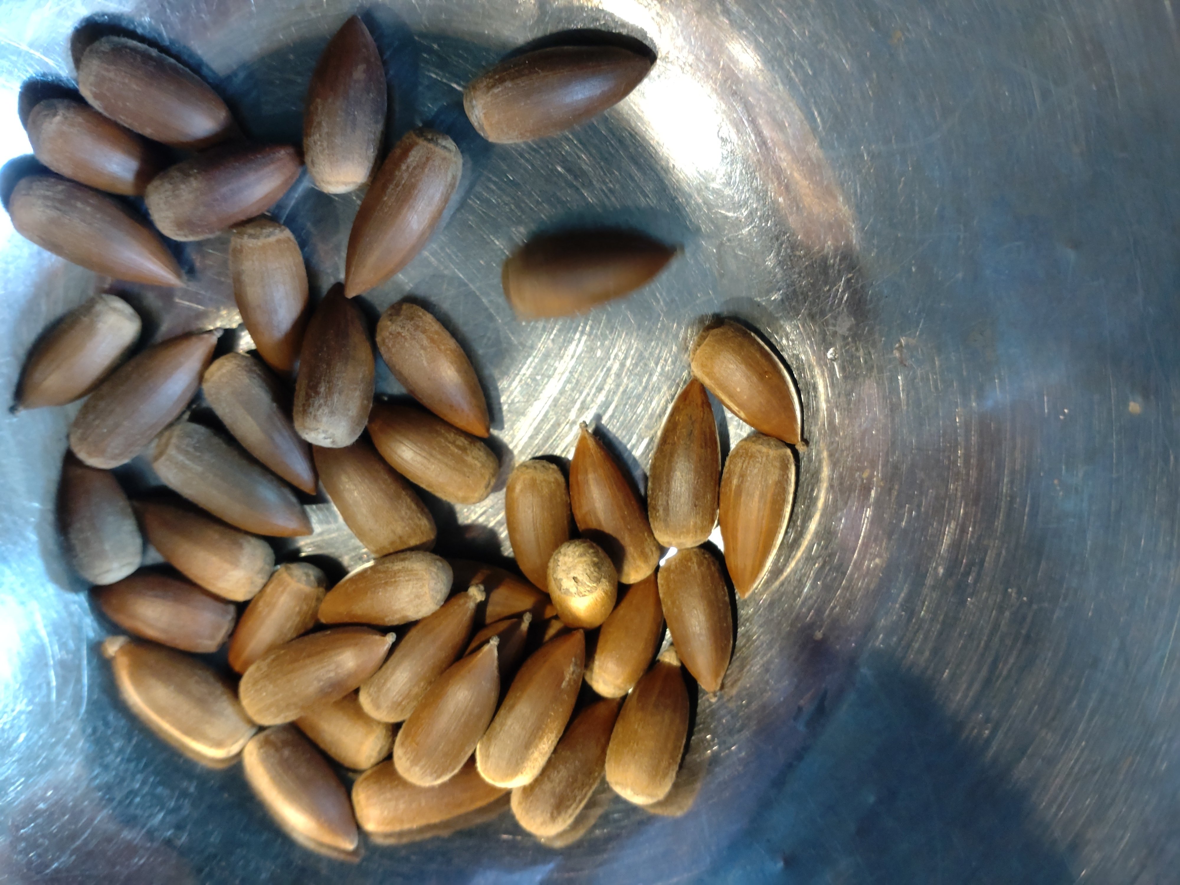 秋の味覚?椎の実さんを食べてみる|まめこめひかり