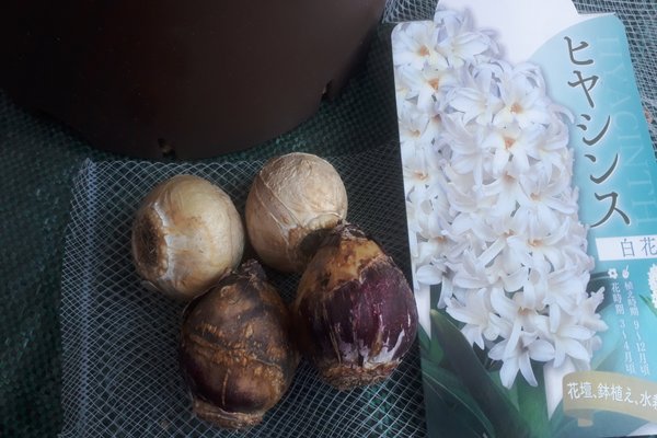 球根植物 の新着タグ記事一覧 Note つくる つながる とどける