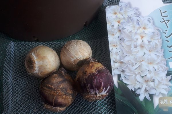 球根植物 の新着タグ記事一覧 Note つくる つながる とどける 球根植物 の新着タグ記事一覧 Note つくる つながる とどける