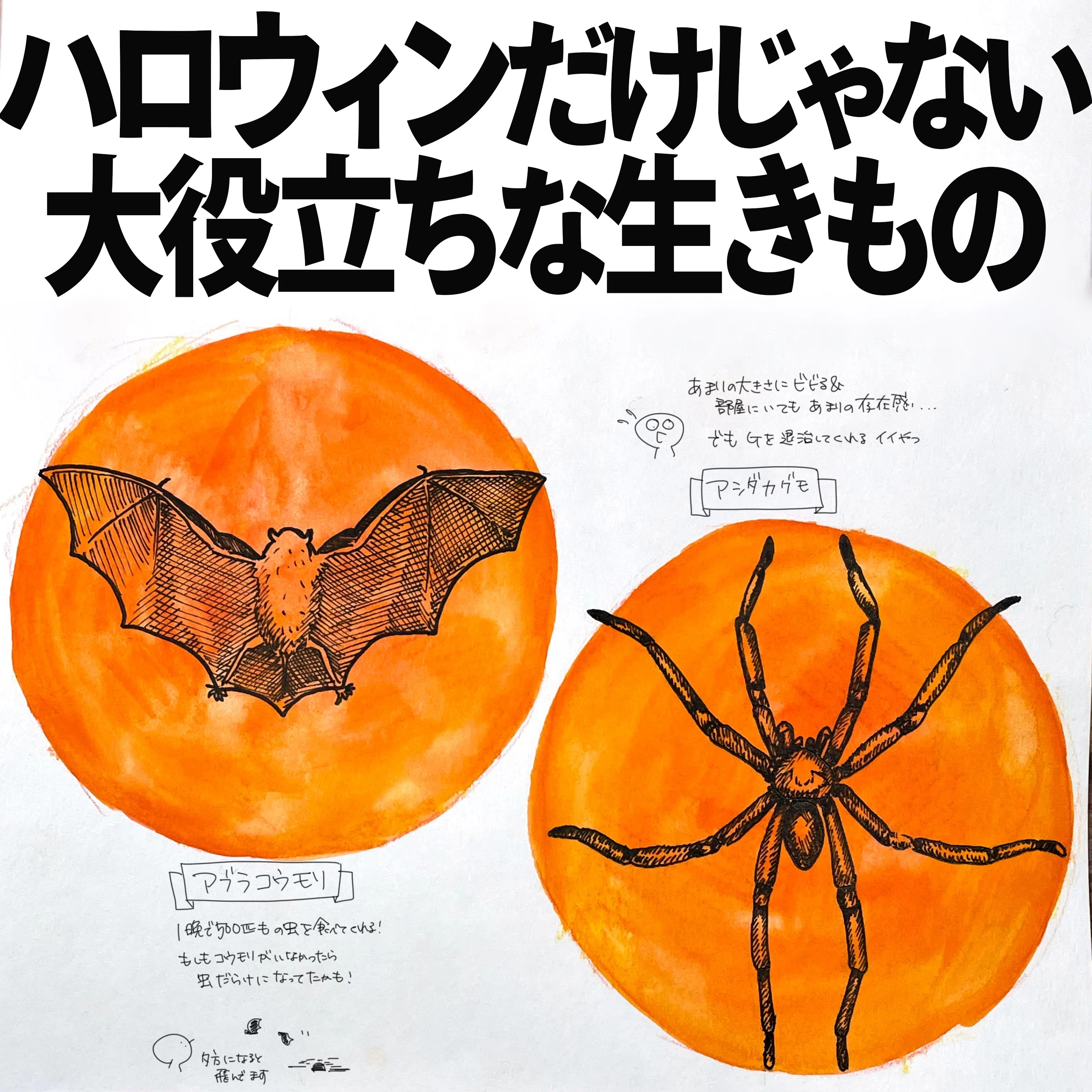 ハロウィンだけじゃない大役立ちな生きもの｜くますけ｜自然ガイド