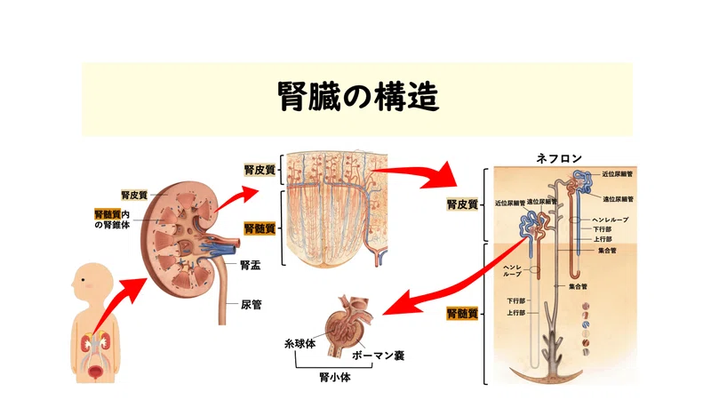 利尿薬(チアジド系利尿薬)|薬の勉強中@薬剤師2