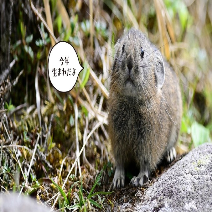 会えたらラッキー 鳴き声が可愛いエゾナキウサギ 愛しい北海道animals ほんのひととき Note