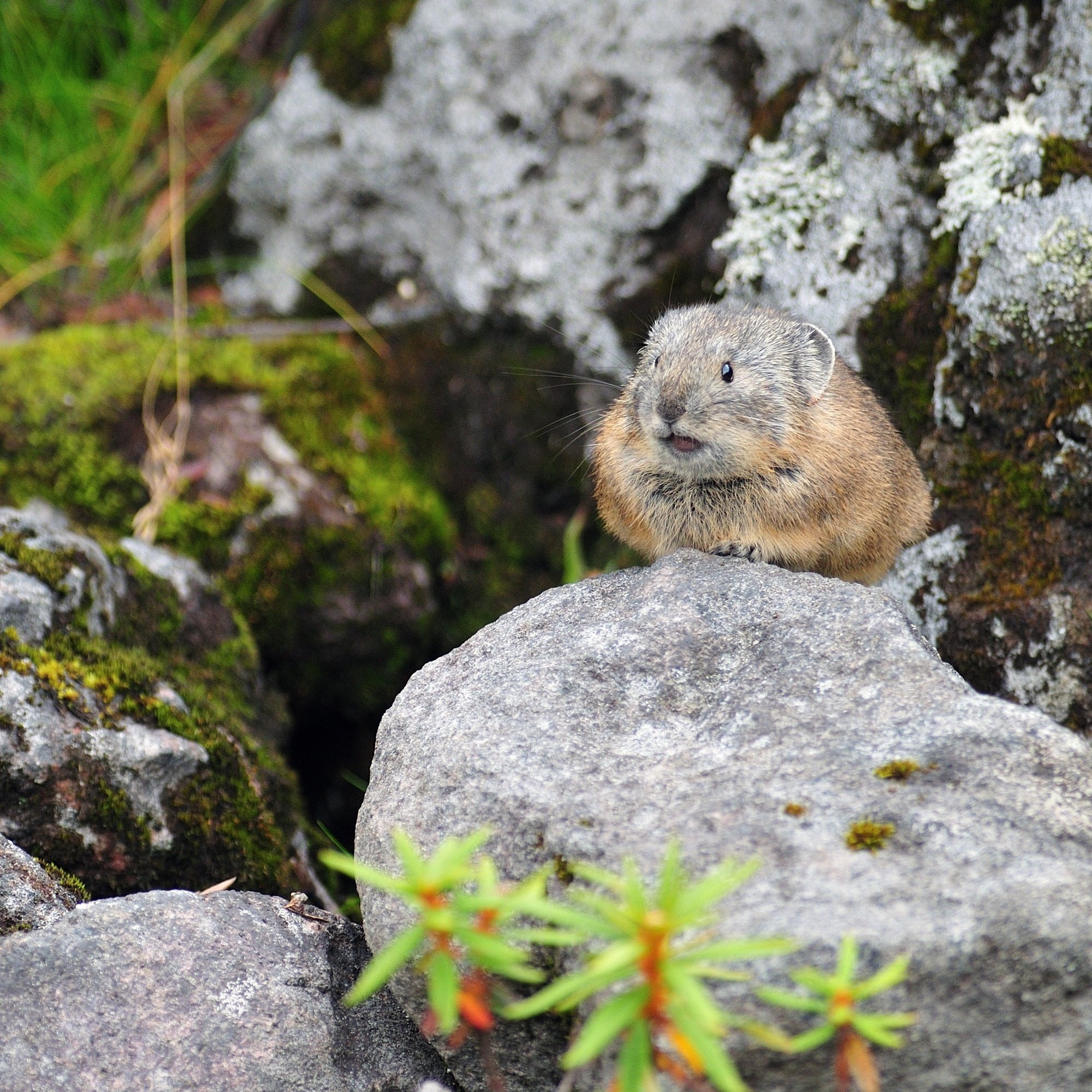 北海道の鳴きウサギの木彫り