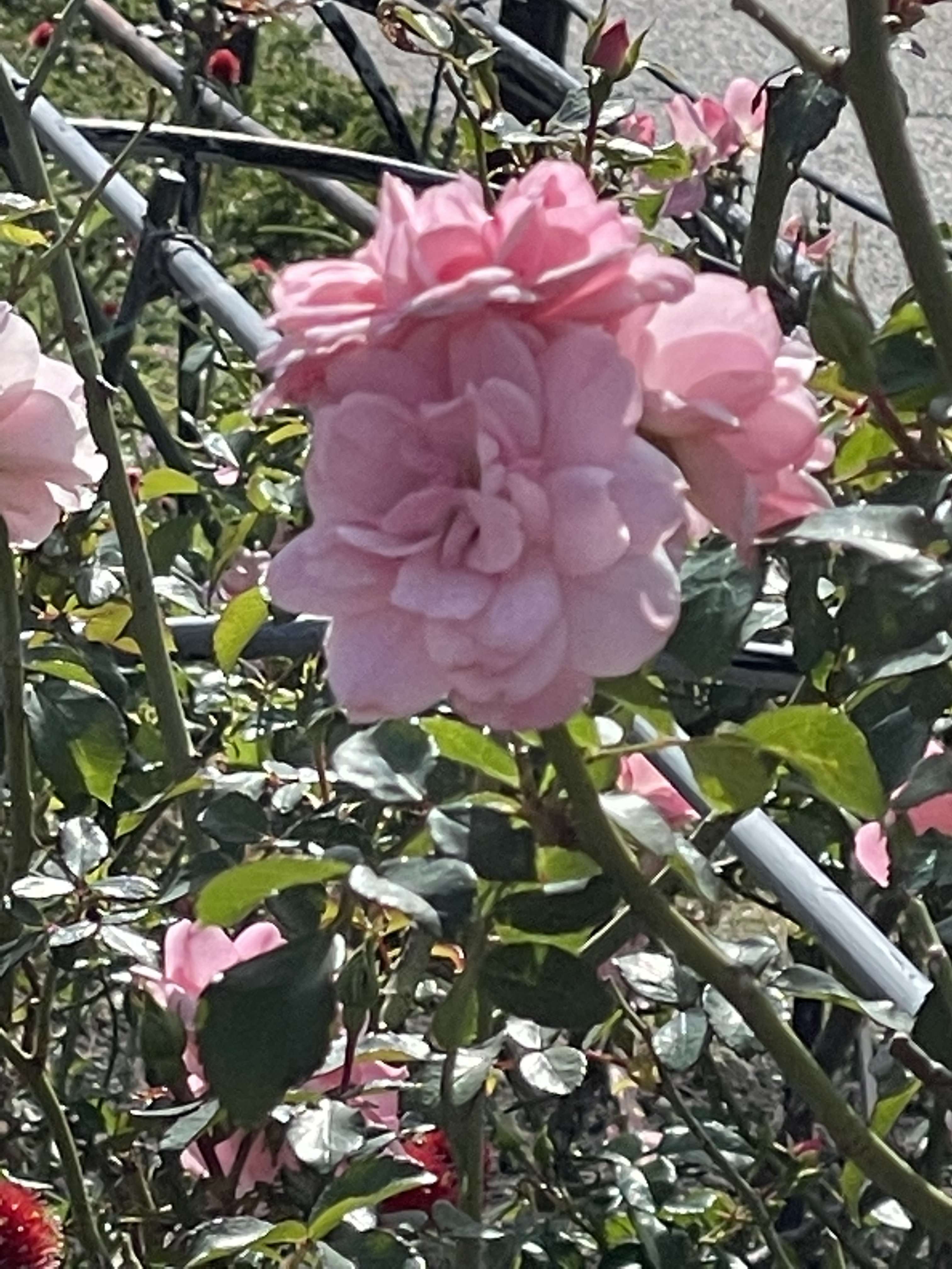 私の大好きな長野県の小さなバラ園 凛音 Note