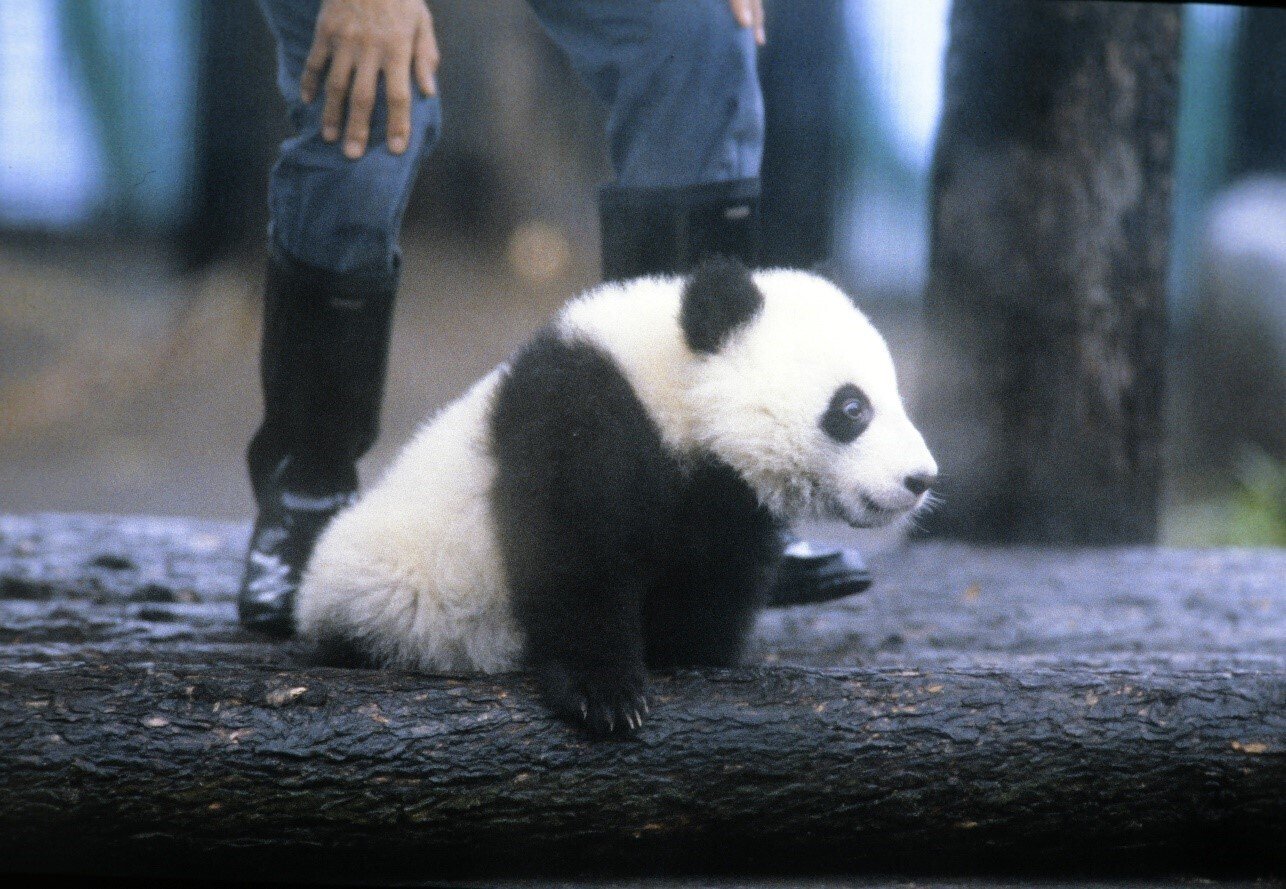 幸せと笑顔を届ける赤ちゃんパンダ「トントン」の誕生｜朝日新聞出版さんぽ