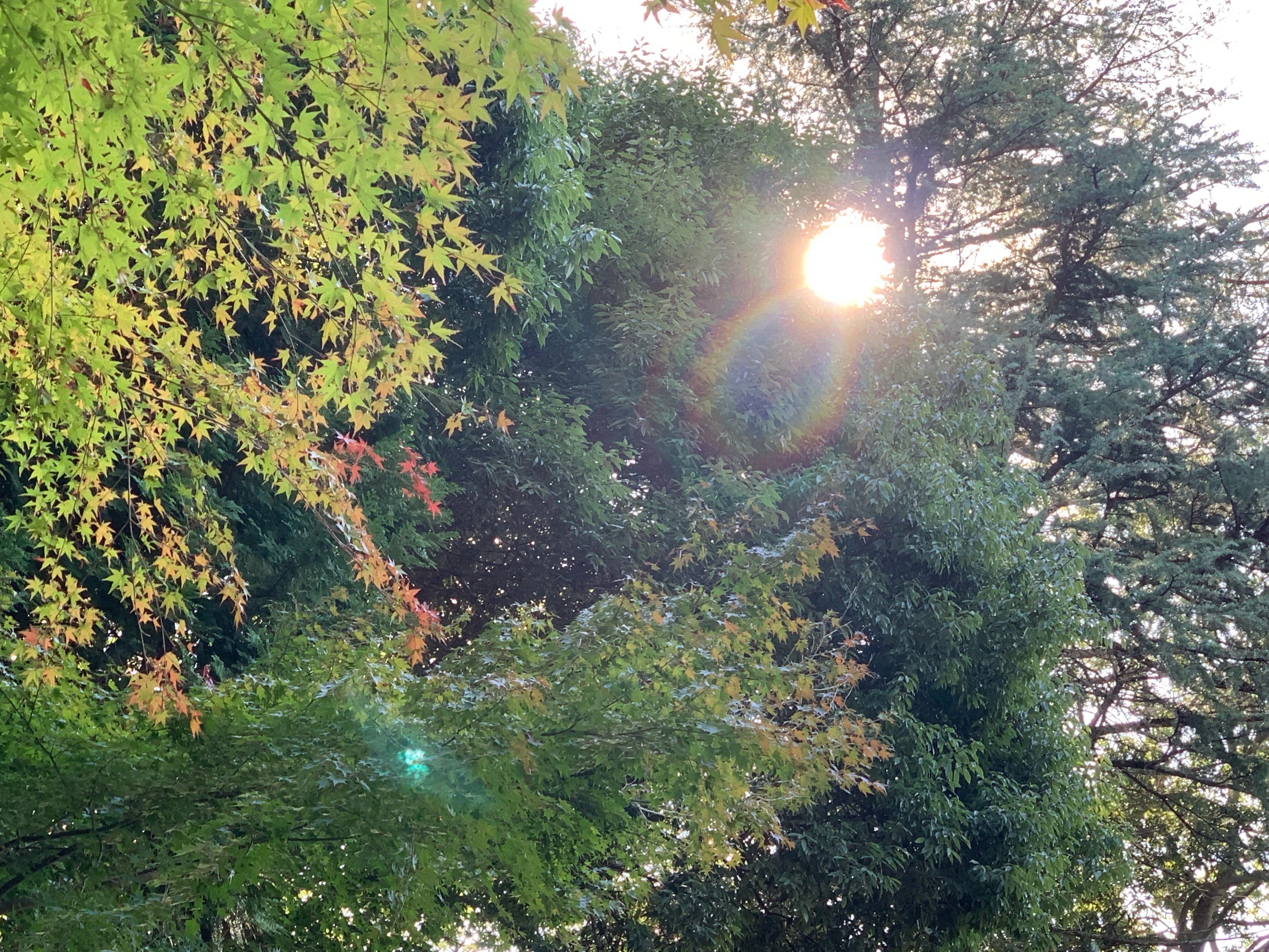 秋の太陽 写真集｜💐soundsurfer（サウ）🏄🎶🌊