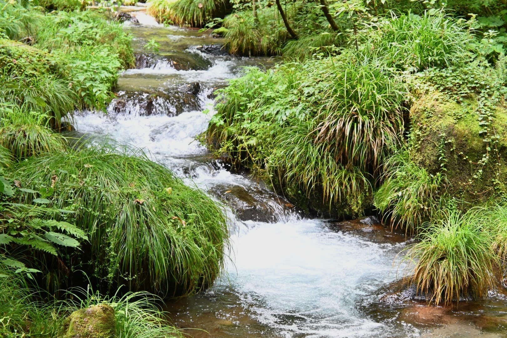 鳥取】大山の水はなぜ“美味しい”？渓流ツアーとサントリー工場見学