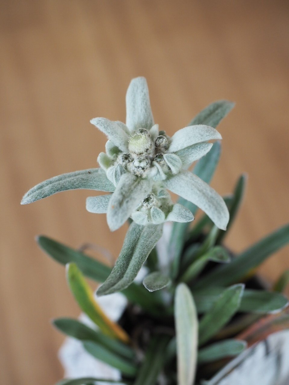 10月のエーデルワイス｜Orangeの時間 by wisteria