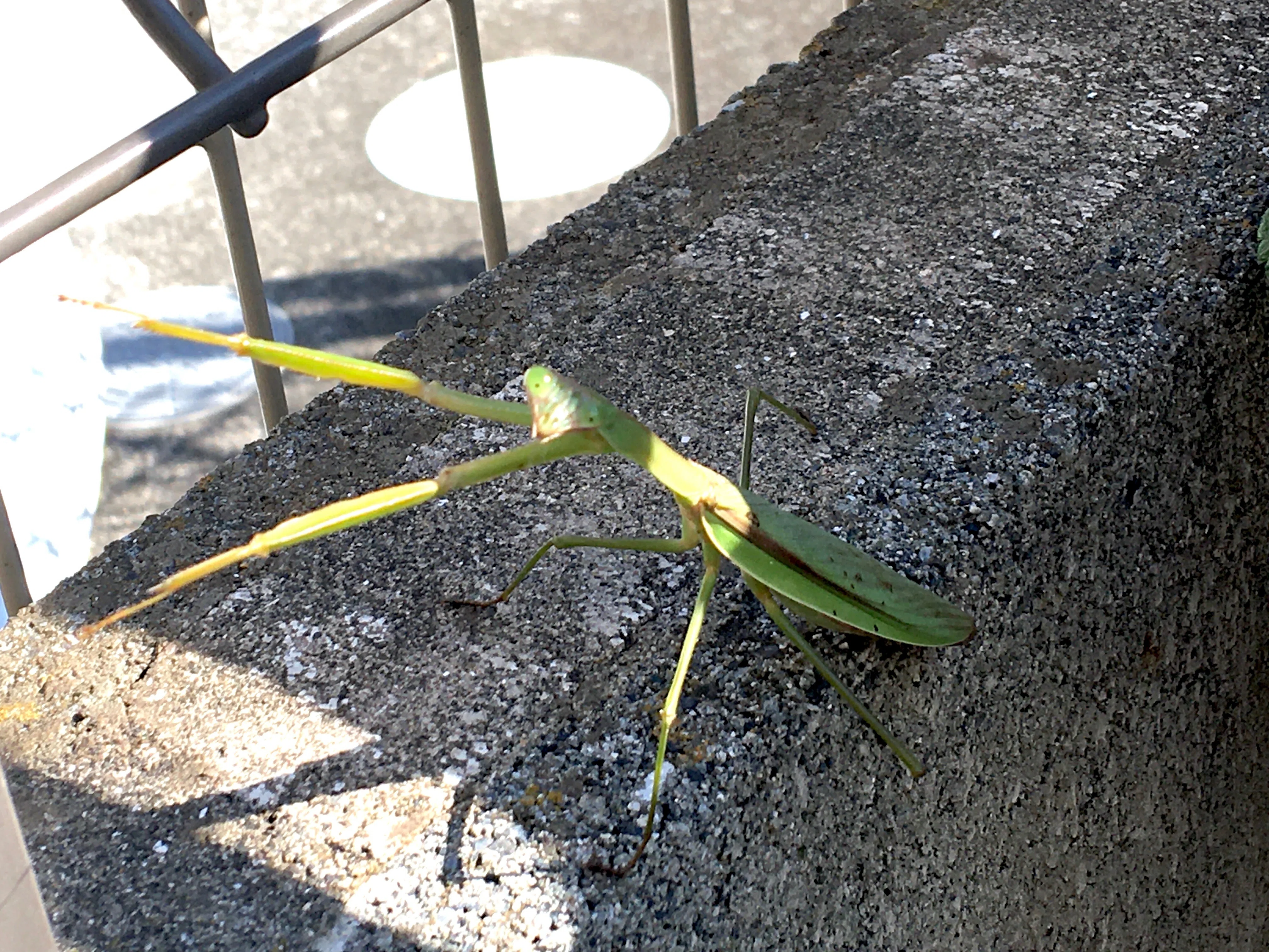 Are you the praying mantis from that time? Or are you someone else