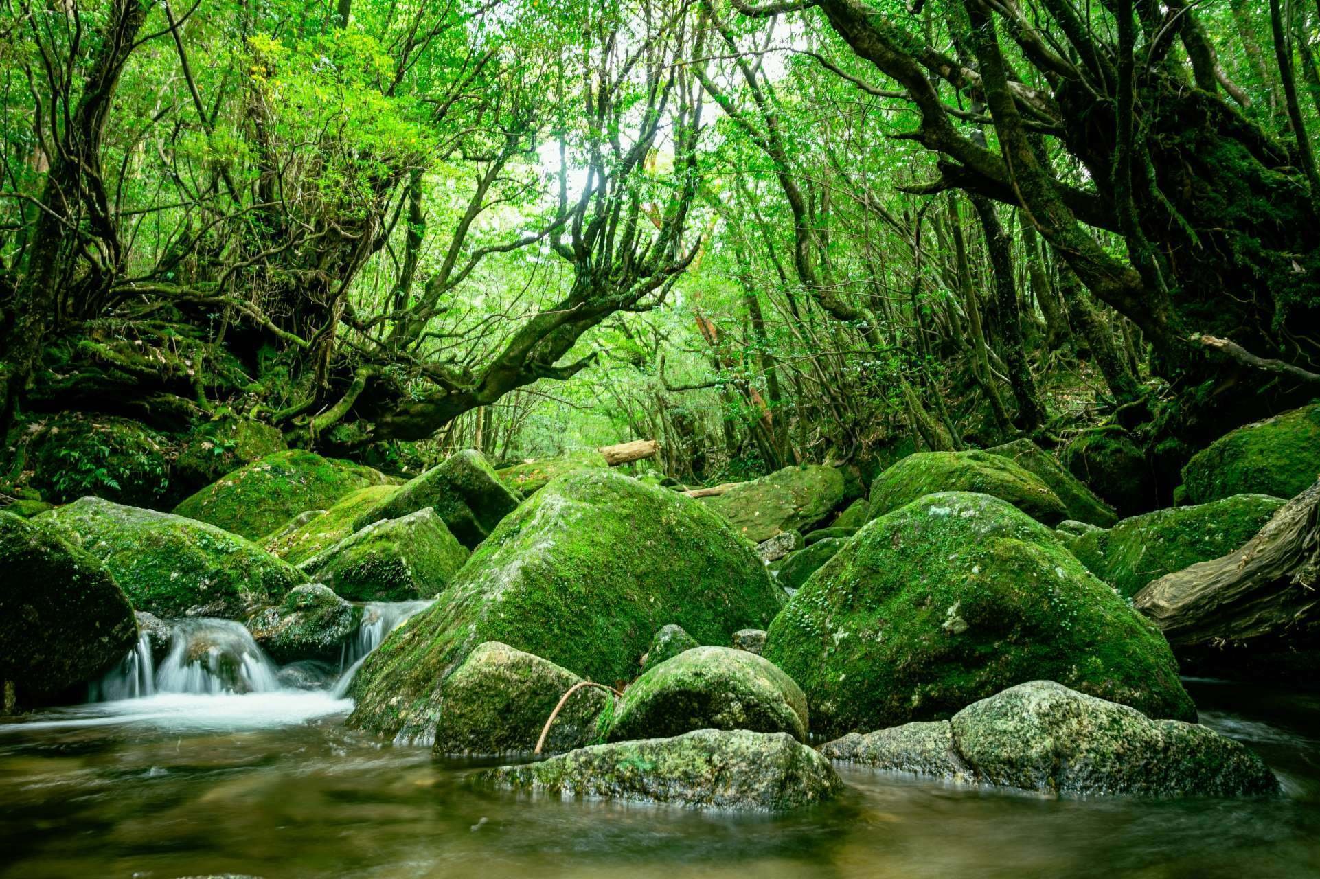 美しき日本の自然the beautiful japan Immerse yourself in the beauty of nature! Five must see
