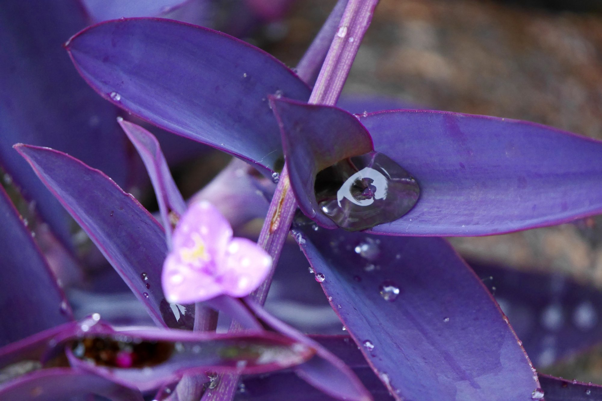 紫御殿 ムラサキゴテン 佐藤省司 Note 紫御殿 ムラサキゴテン 佐藤省司 Note