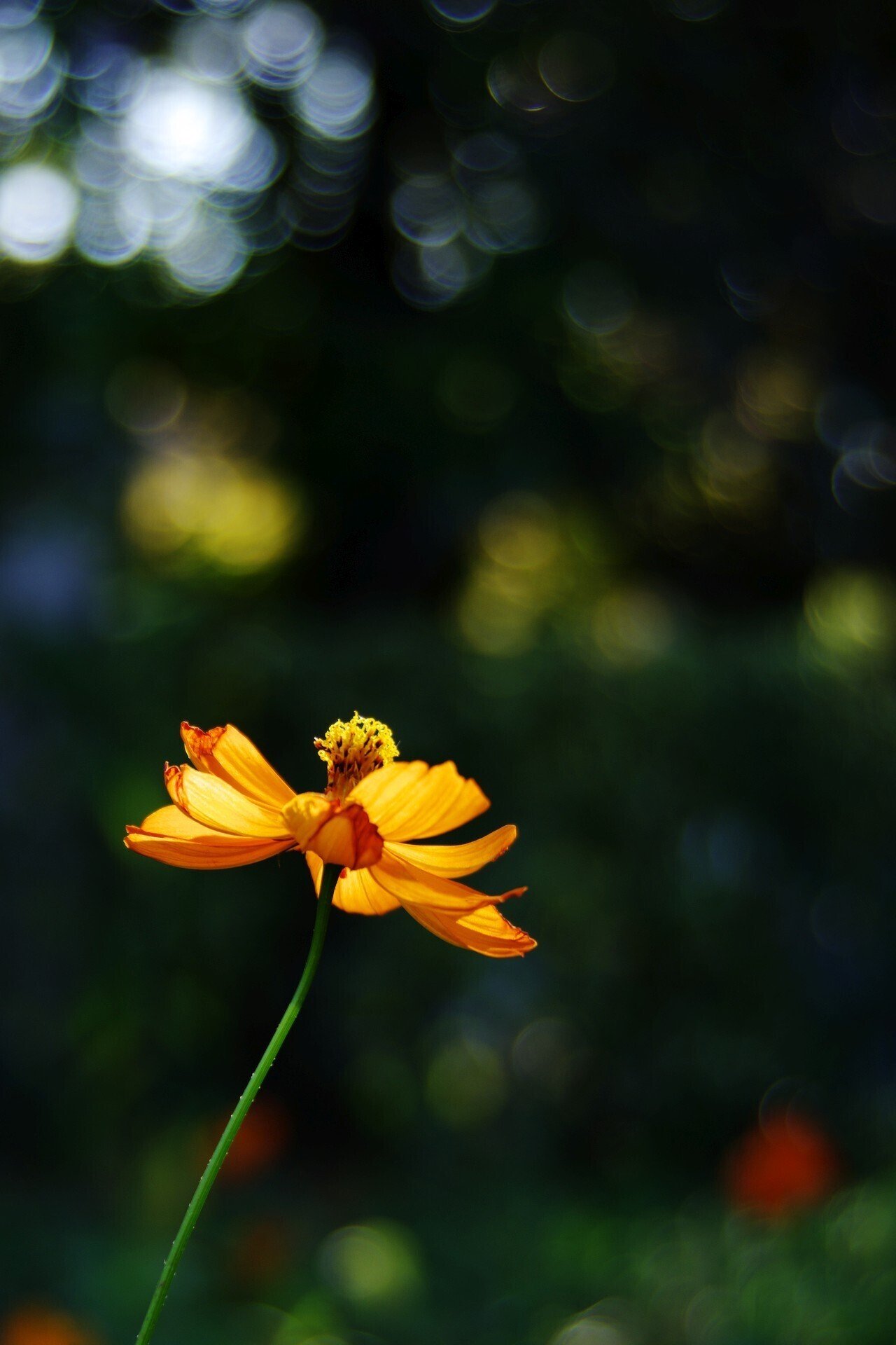 人の多いりんくうタウンで (K-70 / smc PENTAX-FA 24-90mmF3.5 人の多いりんくうタウンで (K-70 / smc PENTAX-FA 24-90mmF3.5