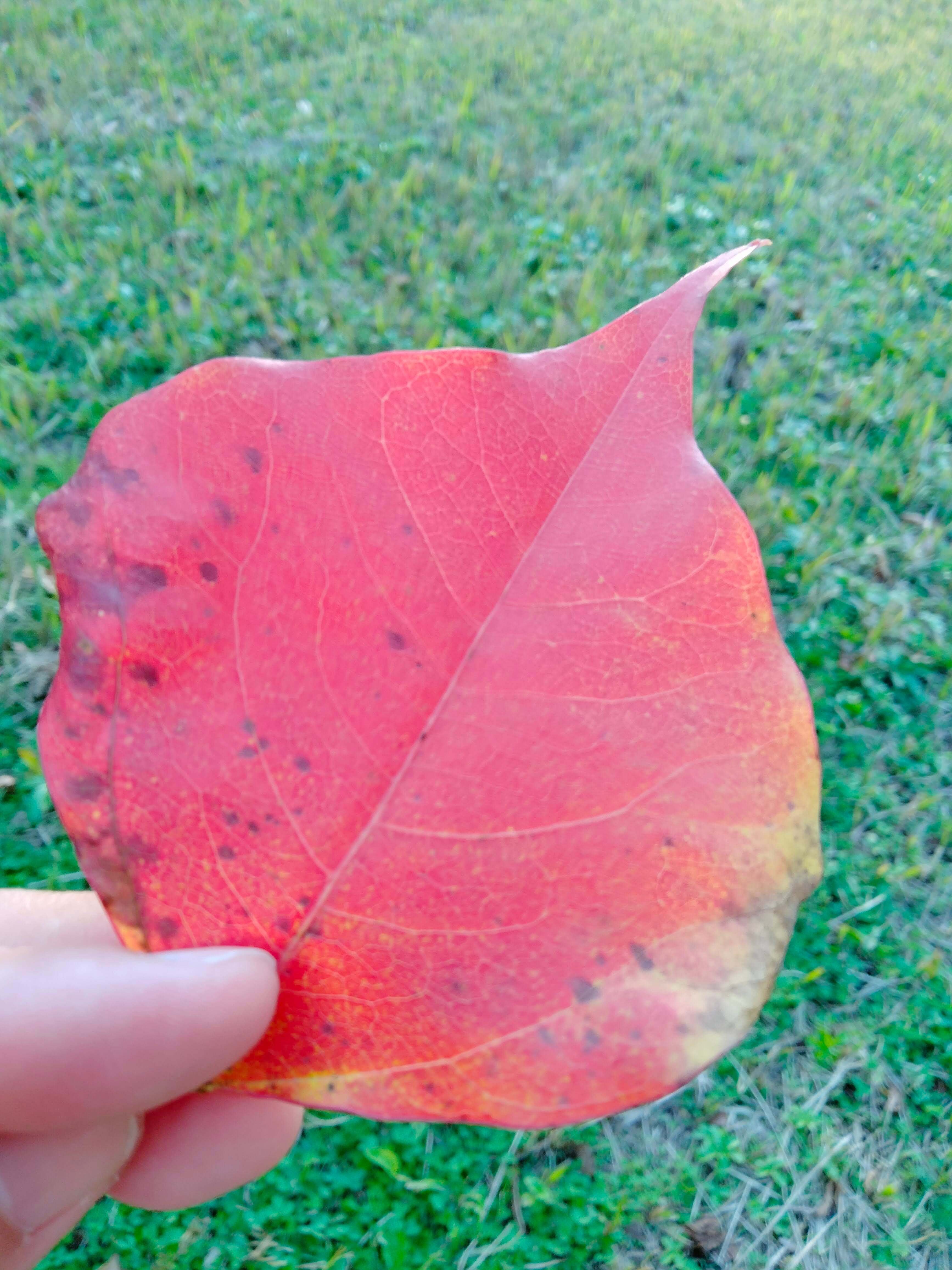 美しくも物悲しい秋と妻の死「柿本人麻呂」｜藤香峰智子の過去を旅する