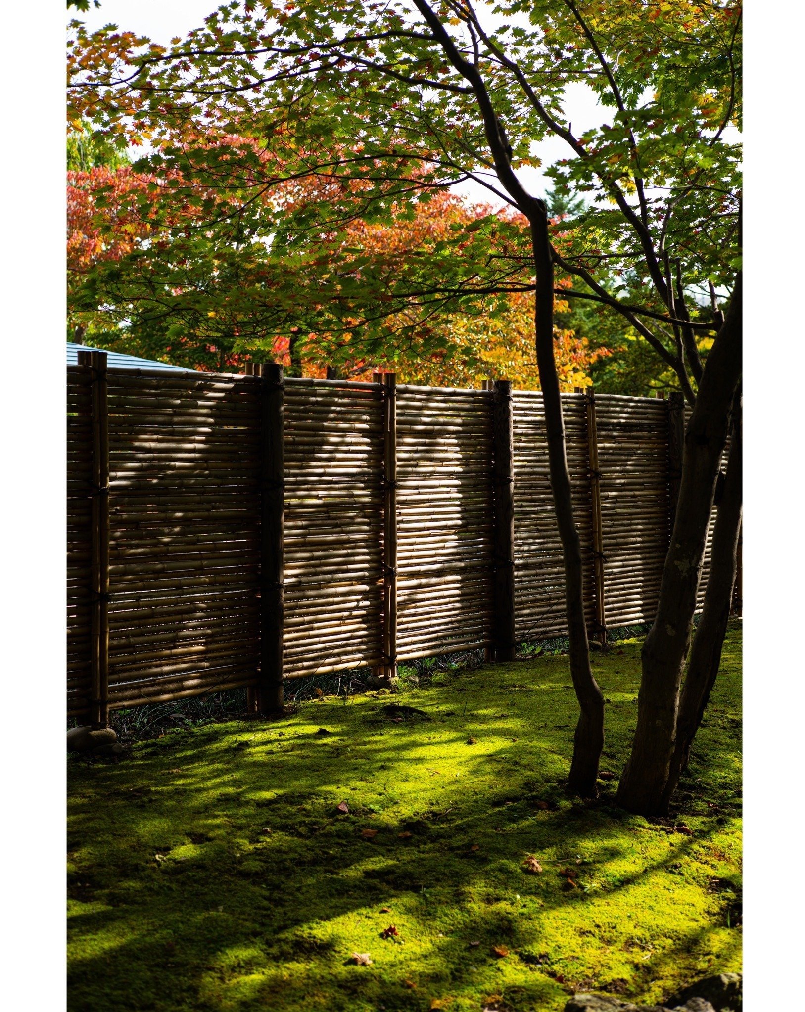 作例(6)】Leica Summicron 50mm/f2.0 3rd('92)｜Shinichi Tsuboya