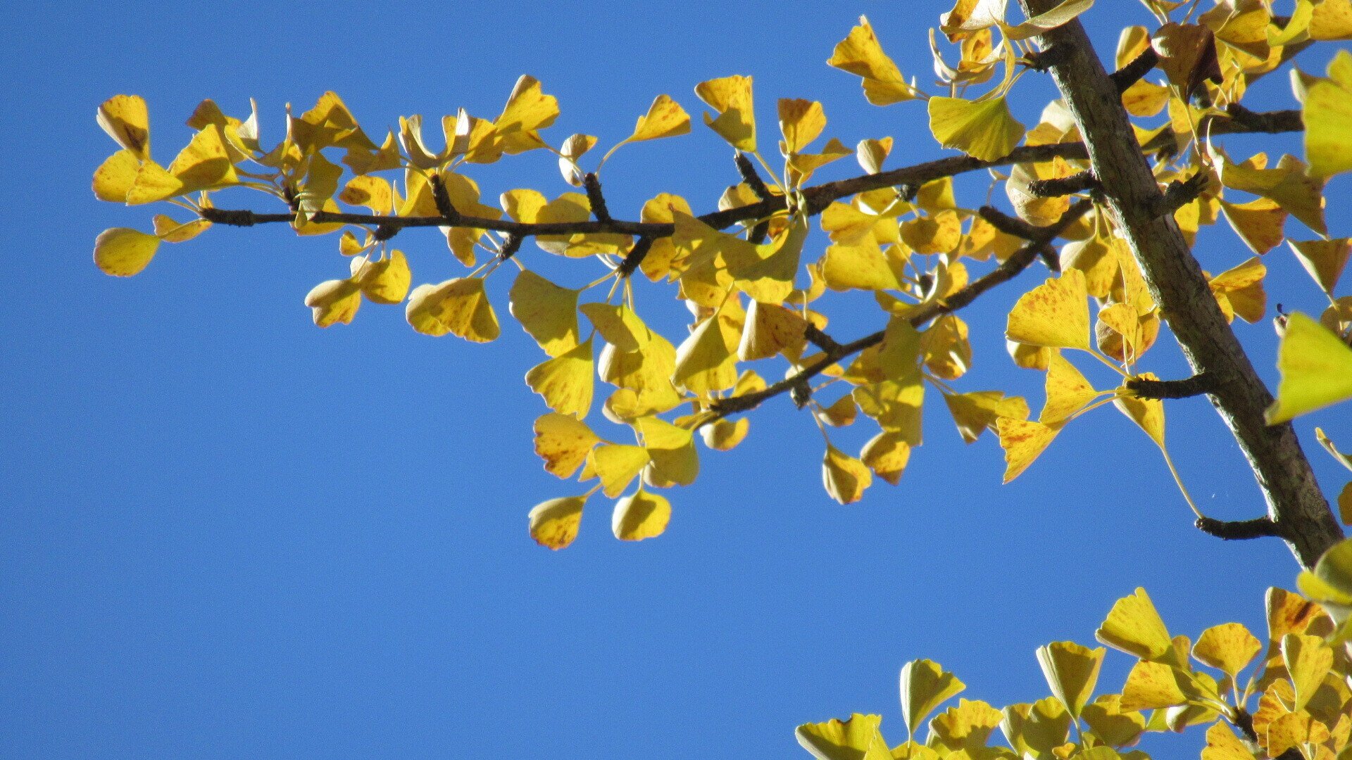 銀杏並木を歩きながら おだ ちえ Note