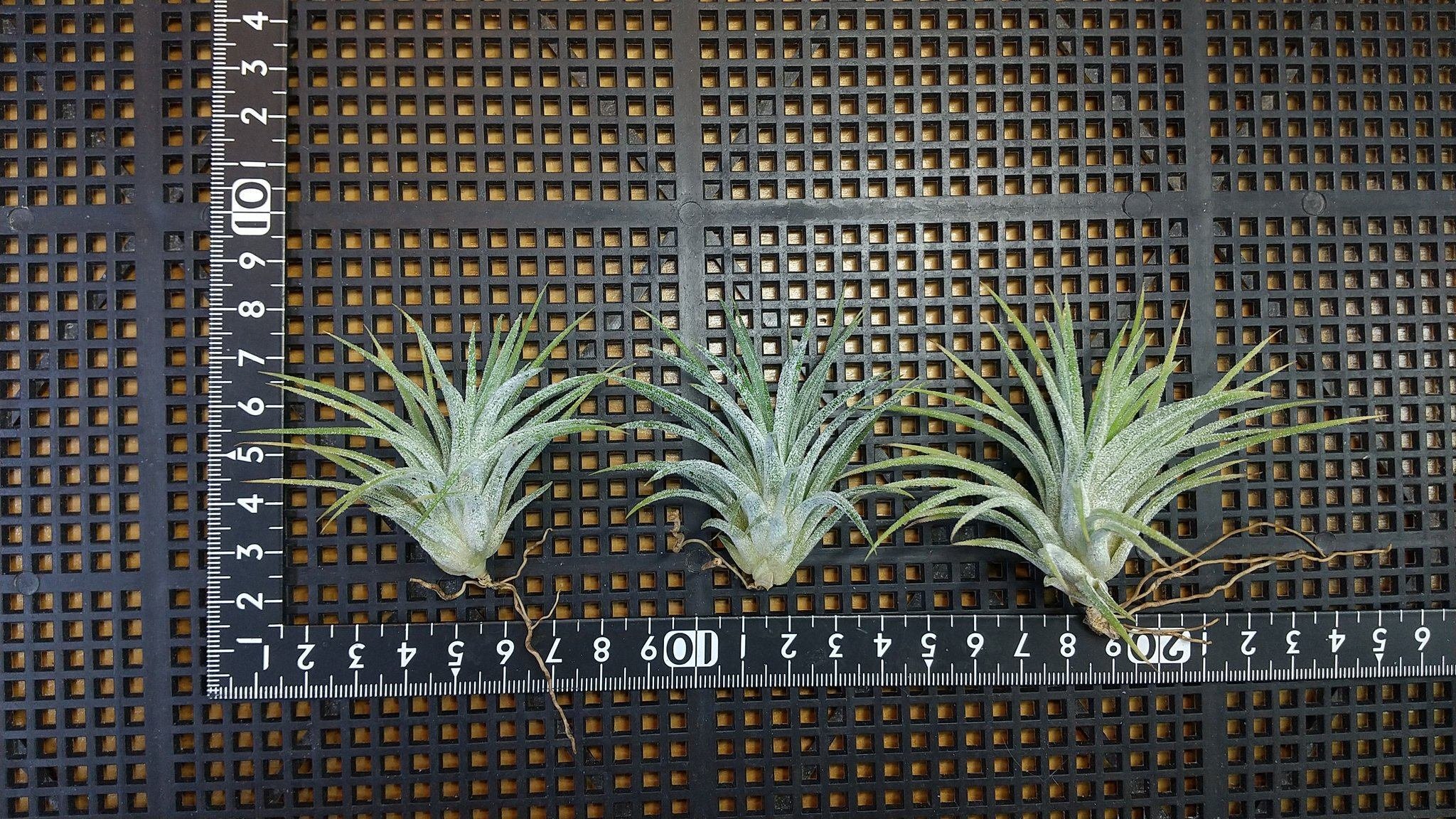 チランジア入荷リスト10/27|NatureGarden🌿神田 チランジア入荷リスト10/27|NatureGarden🌿神田