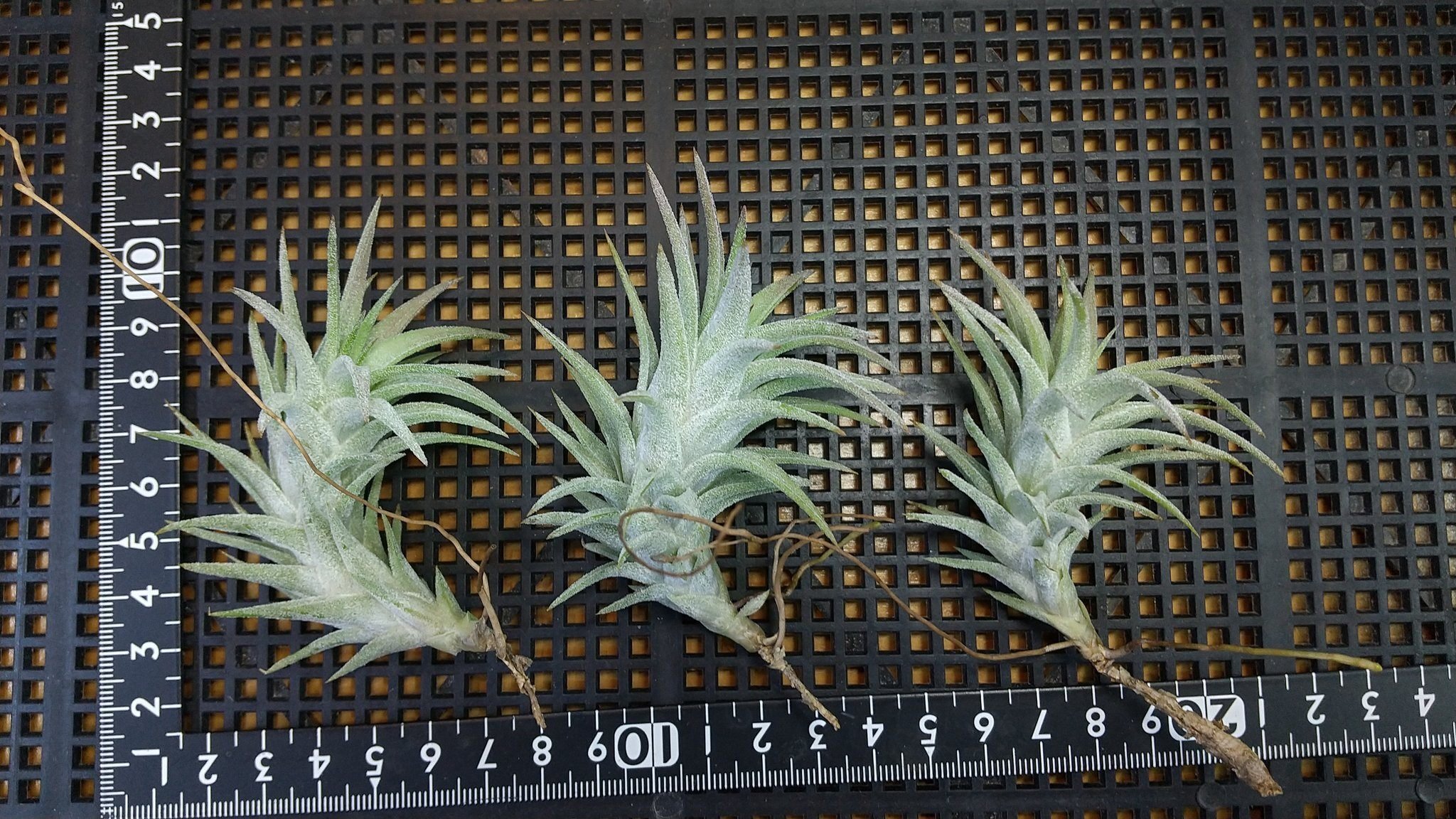 チランジア入荷リスト10/27｜NatureGarden🌿神田