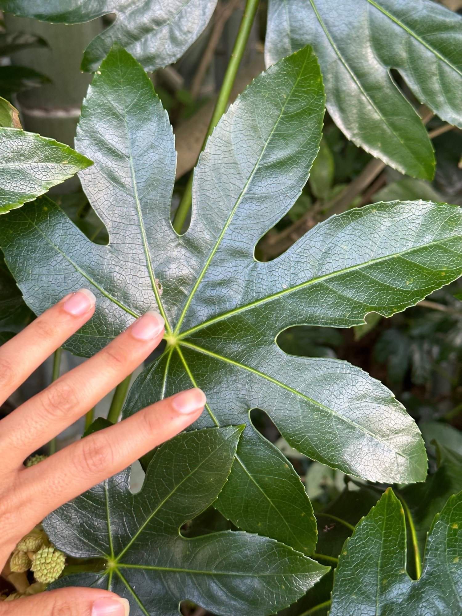 秋の庭からー ヤツデの花 ヤツデの切れ込みは一体いくつ Haco ガーデンプランナー 庭のある暮らし植物のある暮らし Note 秋の庭からー ヤツデの花 ヤツデの切れ込みは一体いくつ Haco ガーデンプランナー 庭のある暮らし植物のある暮らし Note