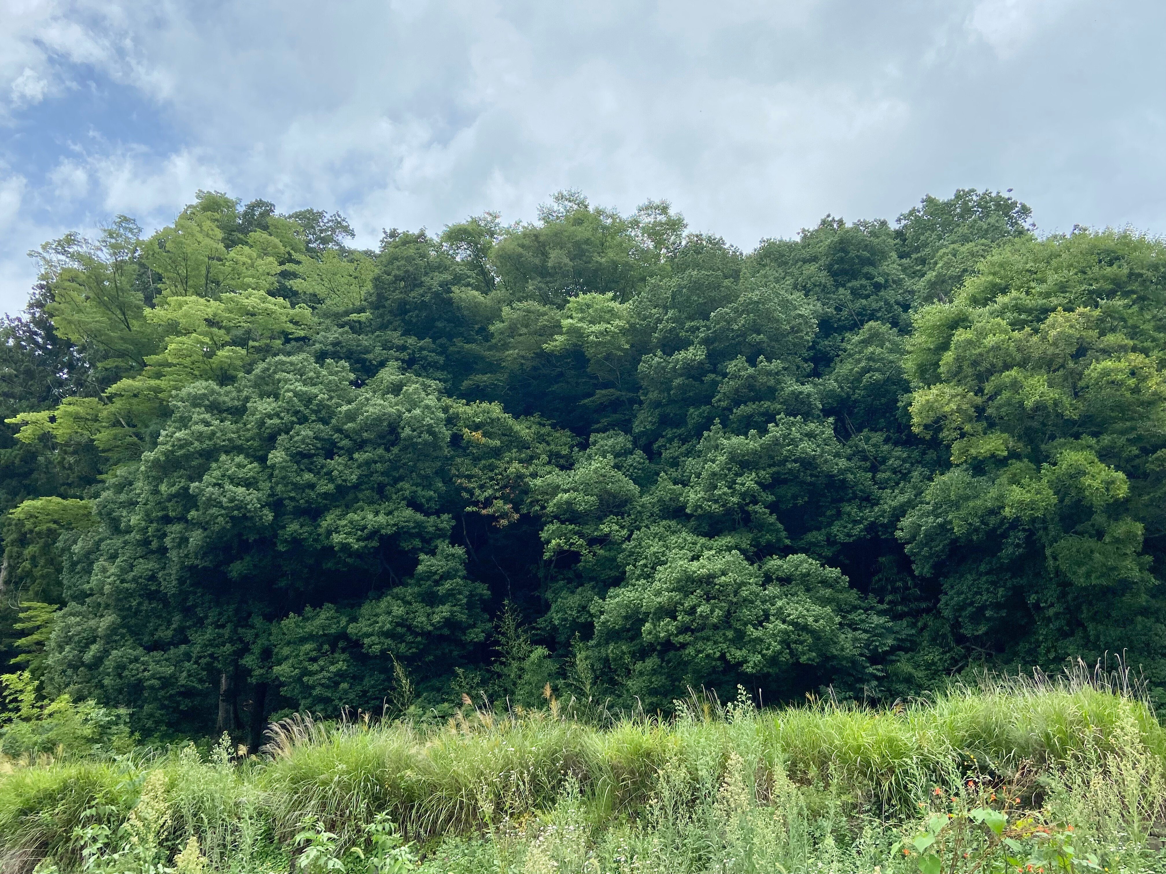 希望の象徴！幸運木【森からやって来た天然野生のもみの木さん＊樅の木】今年3年生！ 森歩きの楽しみ｜日本花卉文化株式会社
