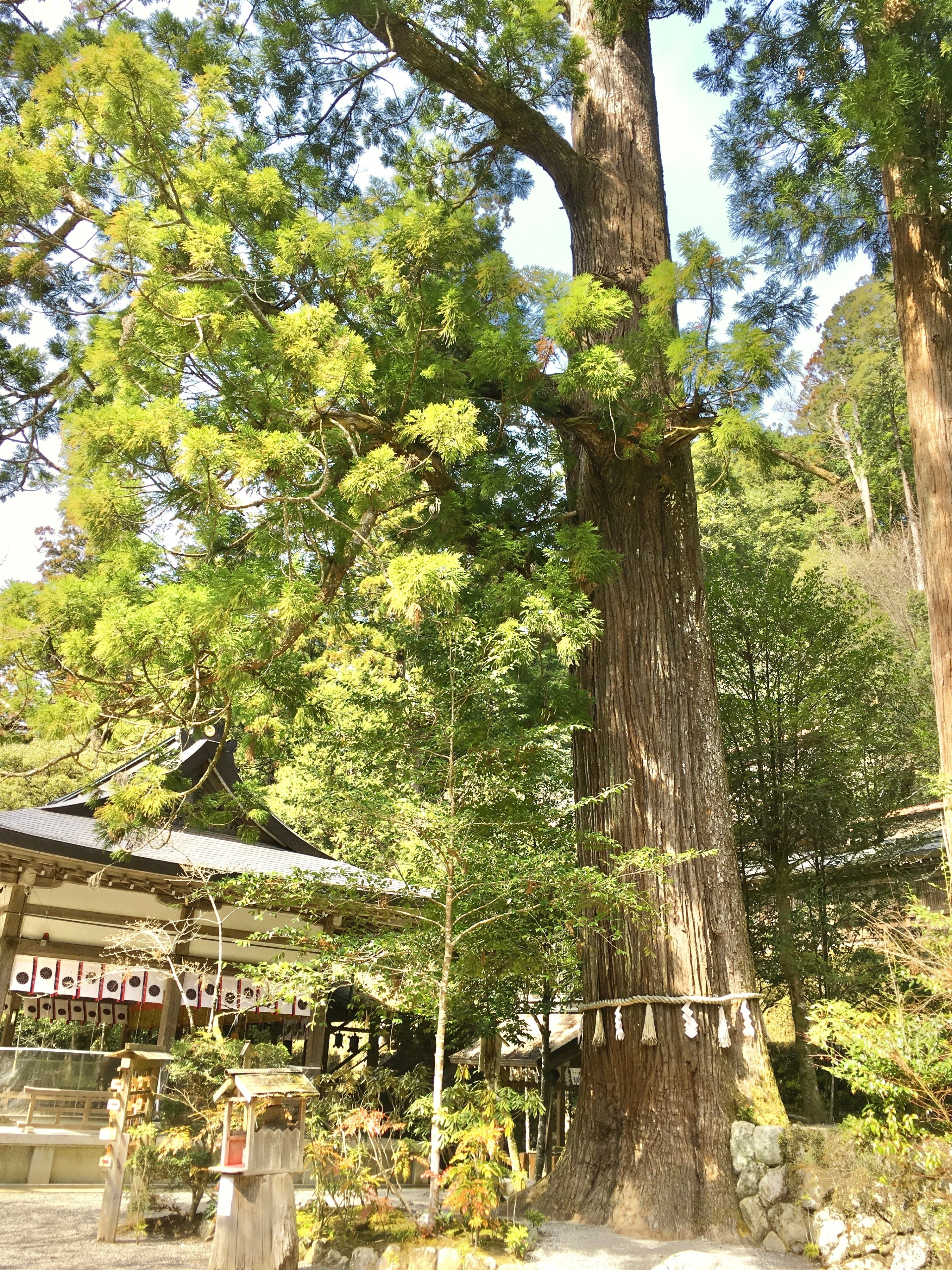 森歩きの楽しみ｜日本花卉文化株式会社